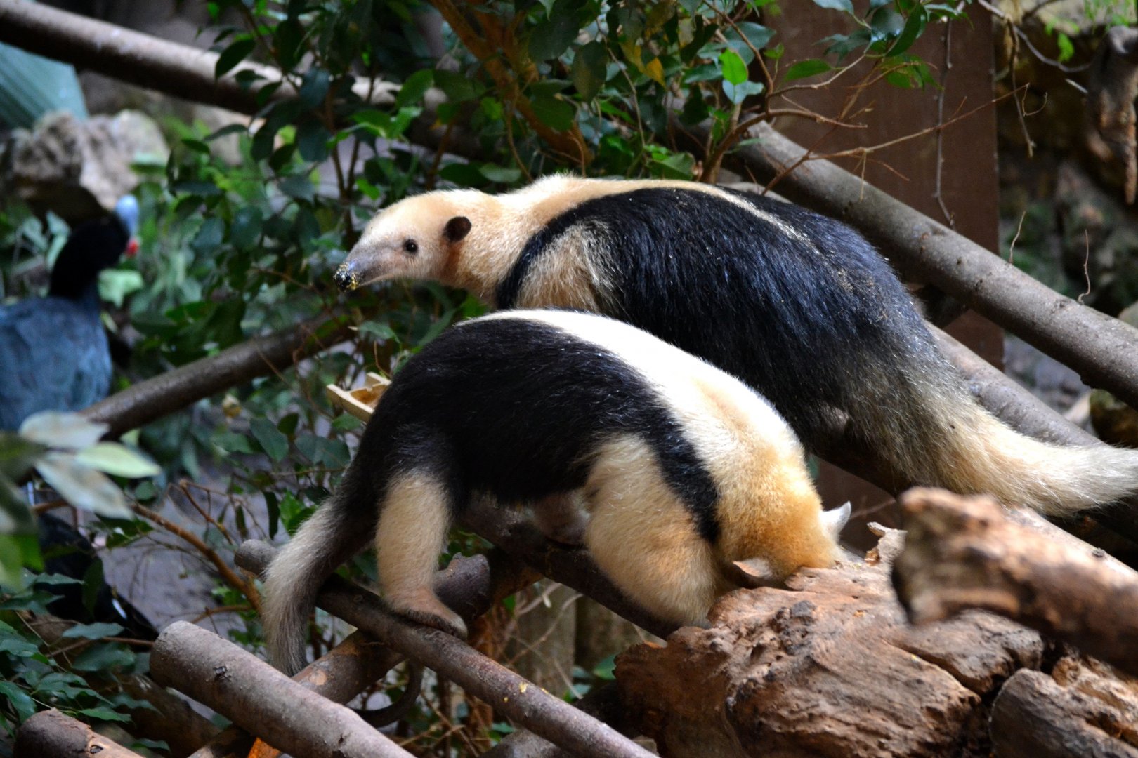 Southern Tamandua - September 2016