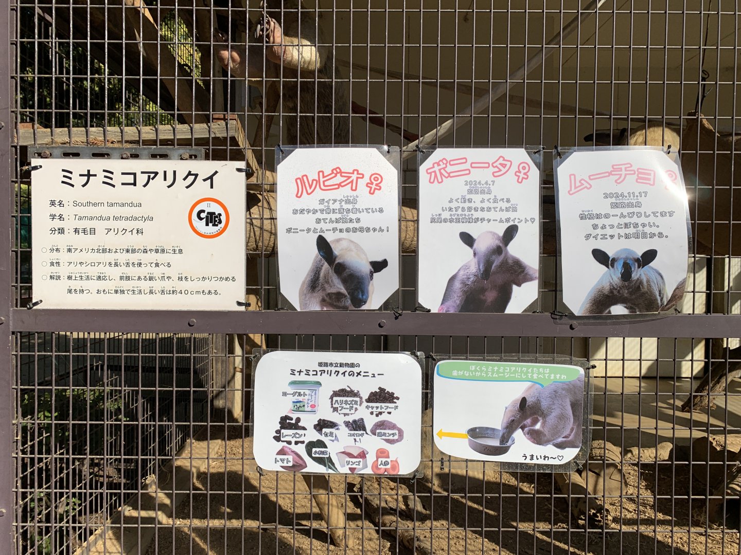 Southern Tamandua Signage (Himeji City Zoo)