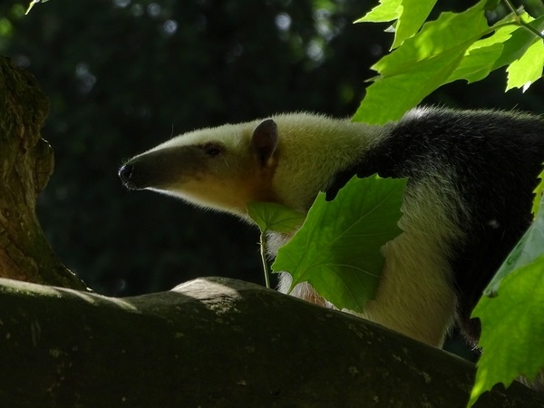 Southern tamandua (Tamandua tetradactyla) (07/22)