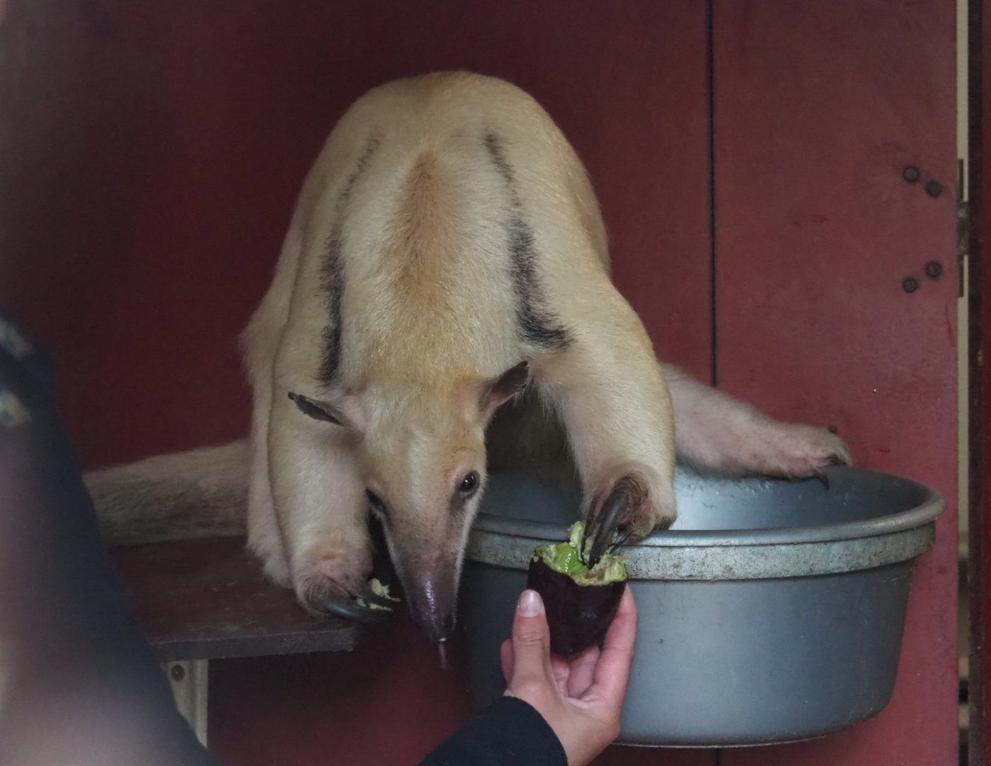 Southern tamandua (Tamandua tetradactyla), 2019-05-25