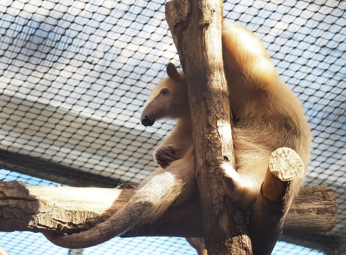 Southern tamandua (Tamandua tetradactyla), 2022-10-09