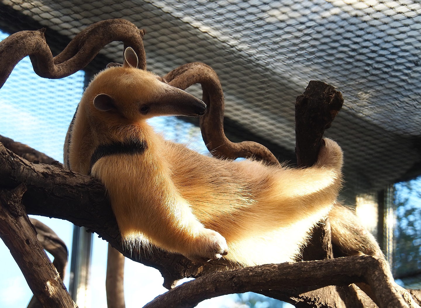 Southern tamandua (Tamandua tetradactyla), 2022-10-09