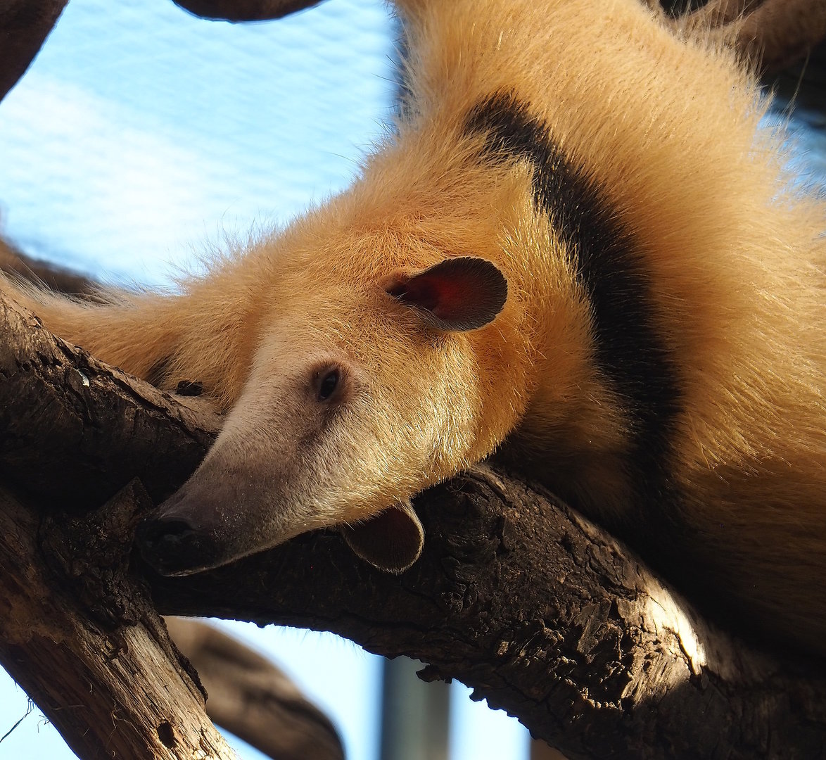 Southern tamandua (Tamandua tetradactyla), 2022-10-09