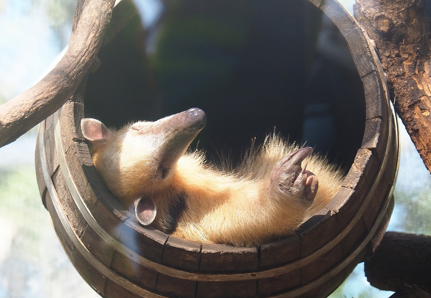 Southern tamandua (Tamandua tetradactyla), 2022-10-09