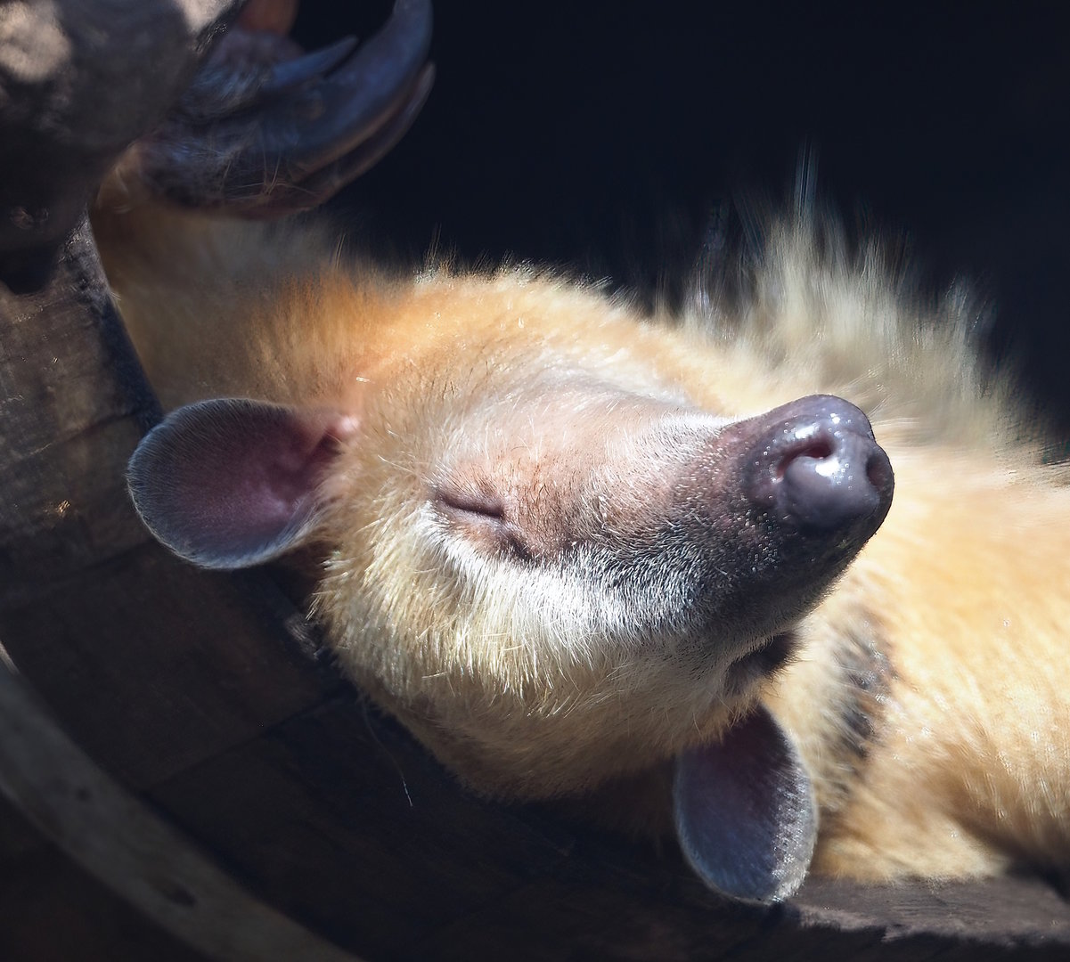 Southern tamandua (Tamandua tetradactyla), 2022-10-09