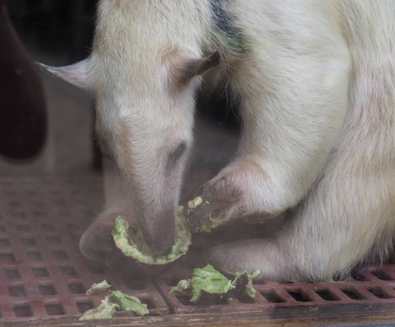 Southern tamandua (Tamandua tetradactyla) eating avocado, 2019-05-25