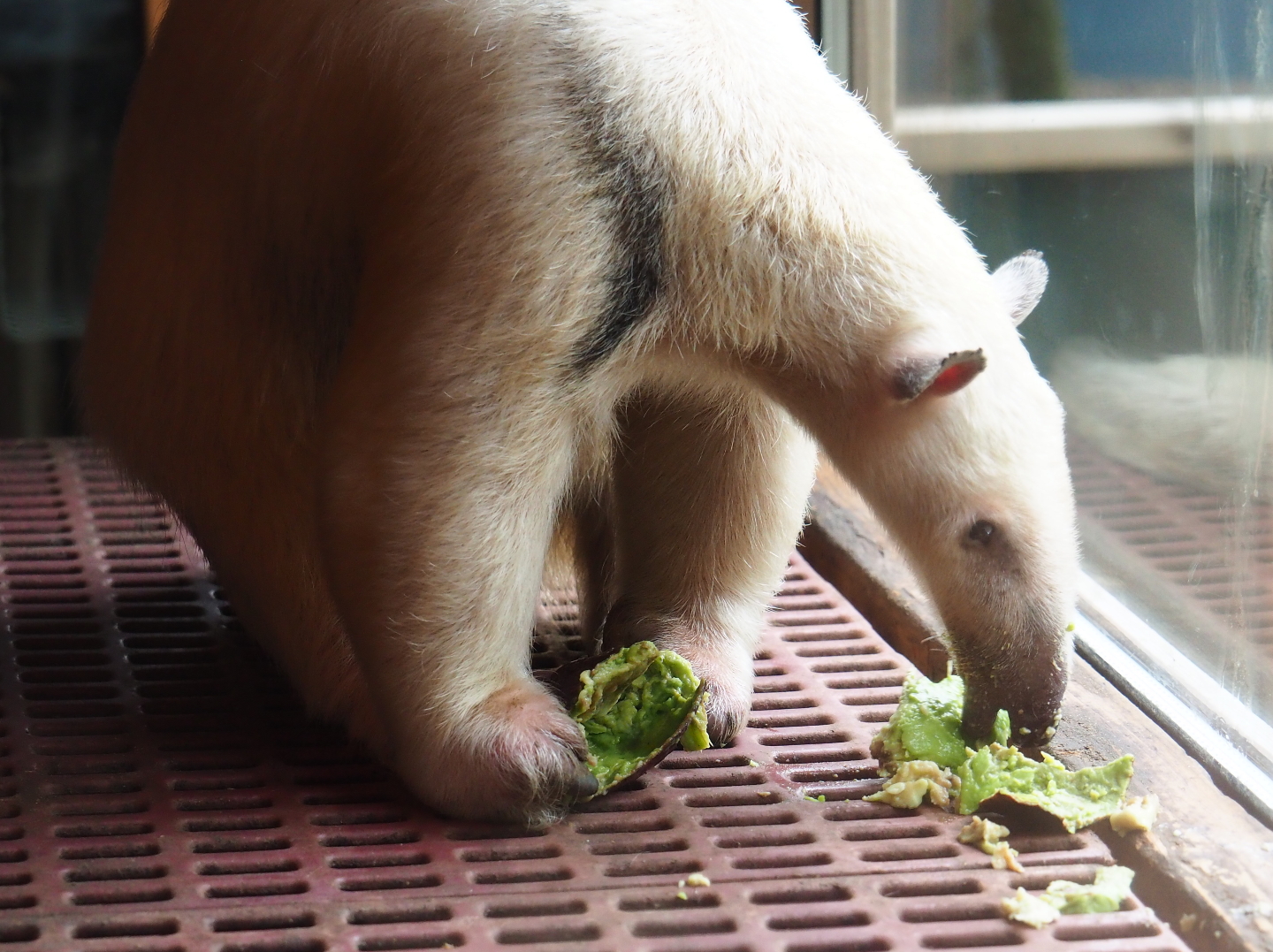 Southern tamandua (Tamandua tetradactyla) eating avocado, 2019-05-25