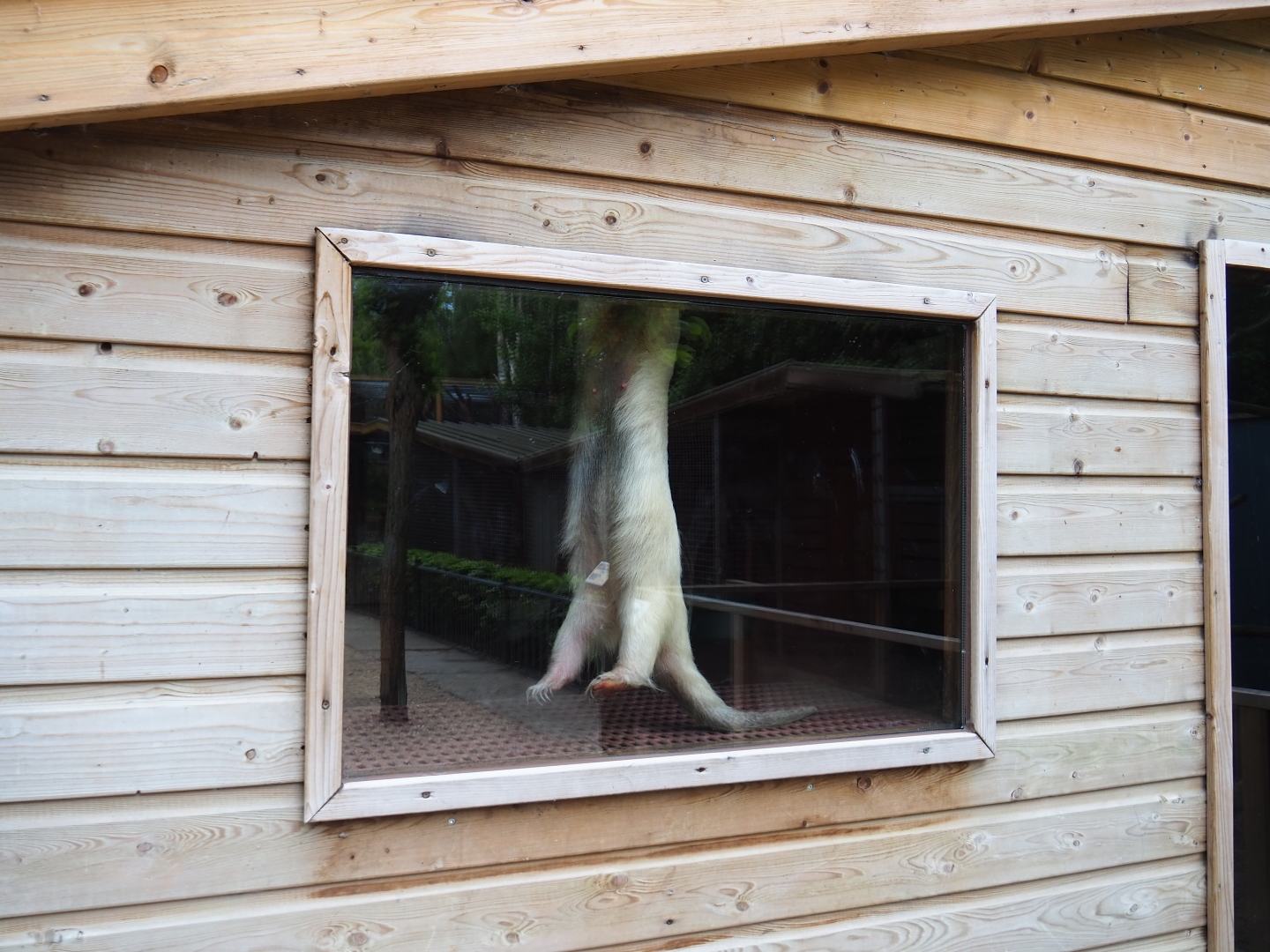 Southern tamandua (Tamandua tetradactyla) gymnastics, 2019-05-25