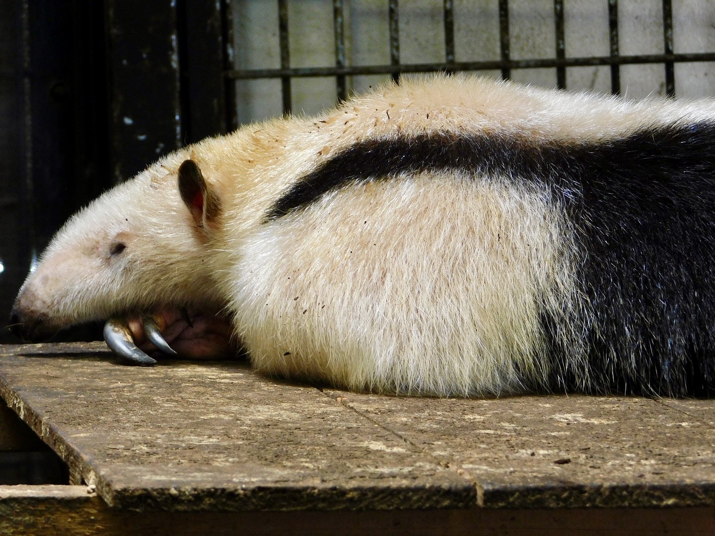 Southern Tamandua (Tamandua tetradactyla) July 19, 2025