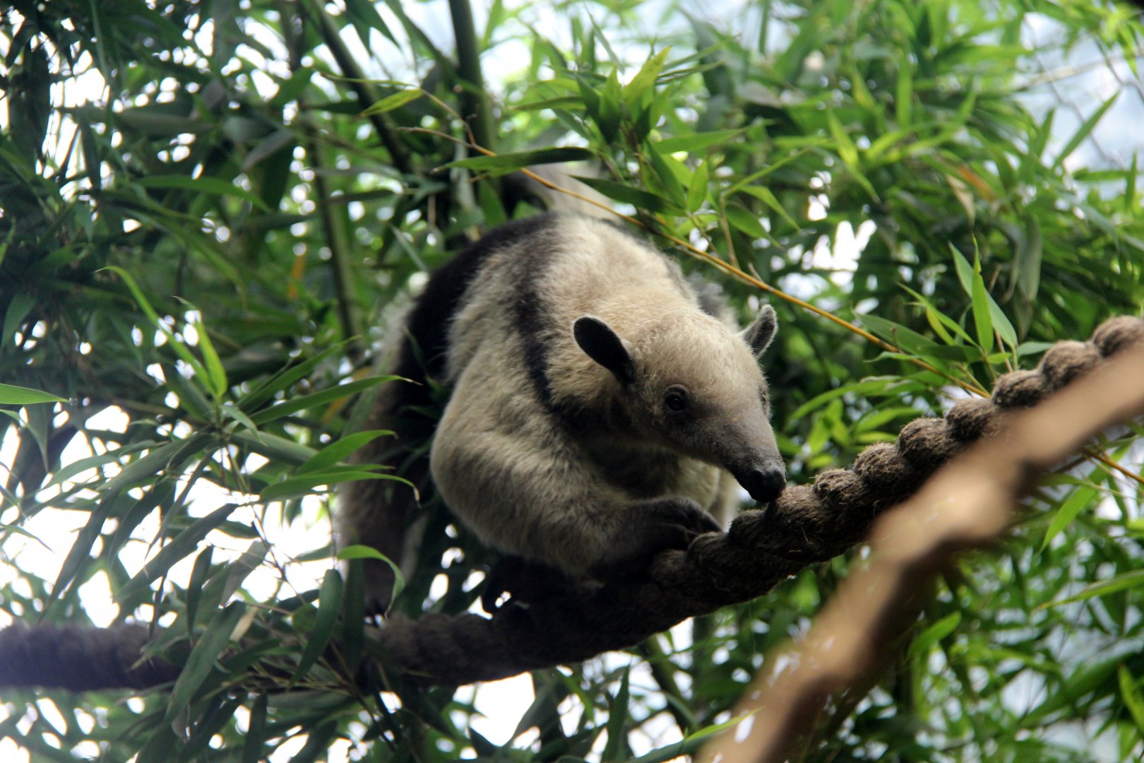 southern tamandua (Tamandua tetradactyla quichua)