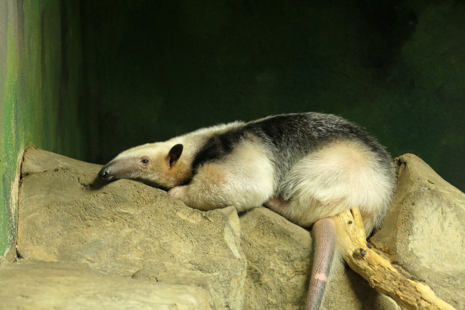 Southern Tamandua 	Tamandua tetradactyla - South America Building
