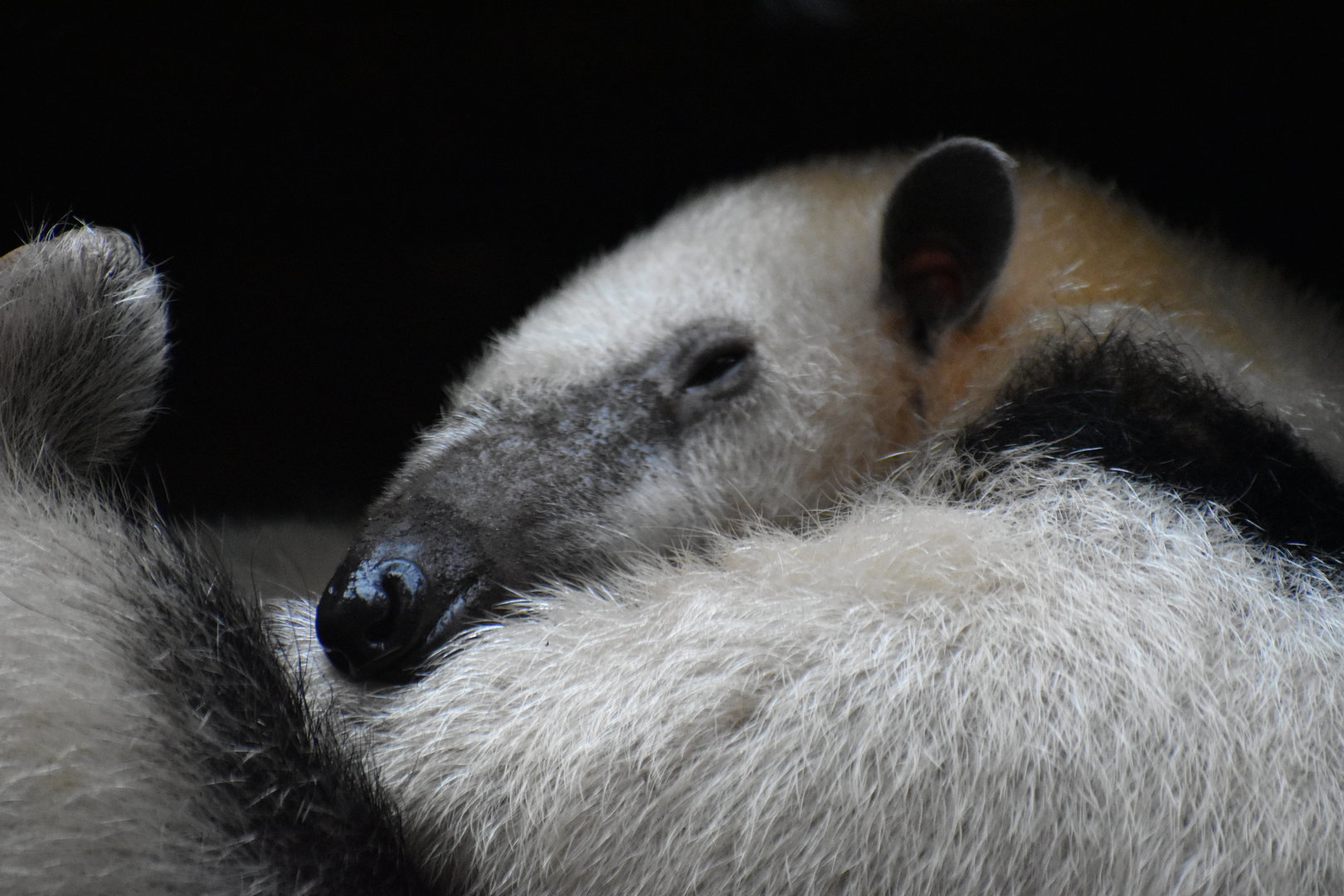 Southern Tamandua - Tamandua tetradactyla straminea