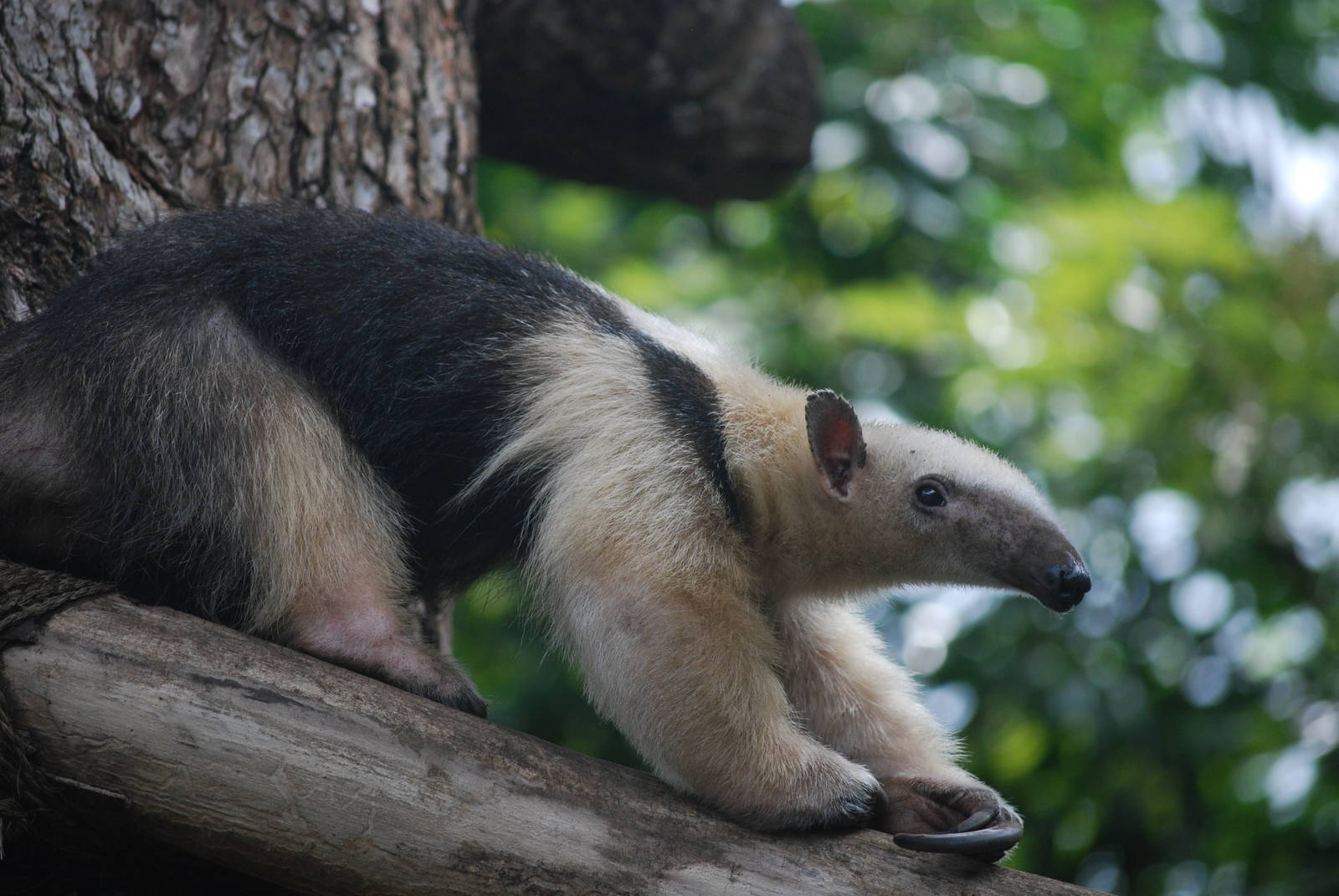 Southern tamandua (Tamandua tetradactyla)