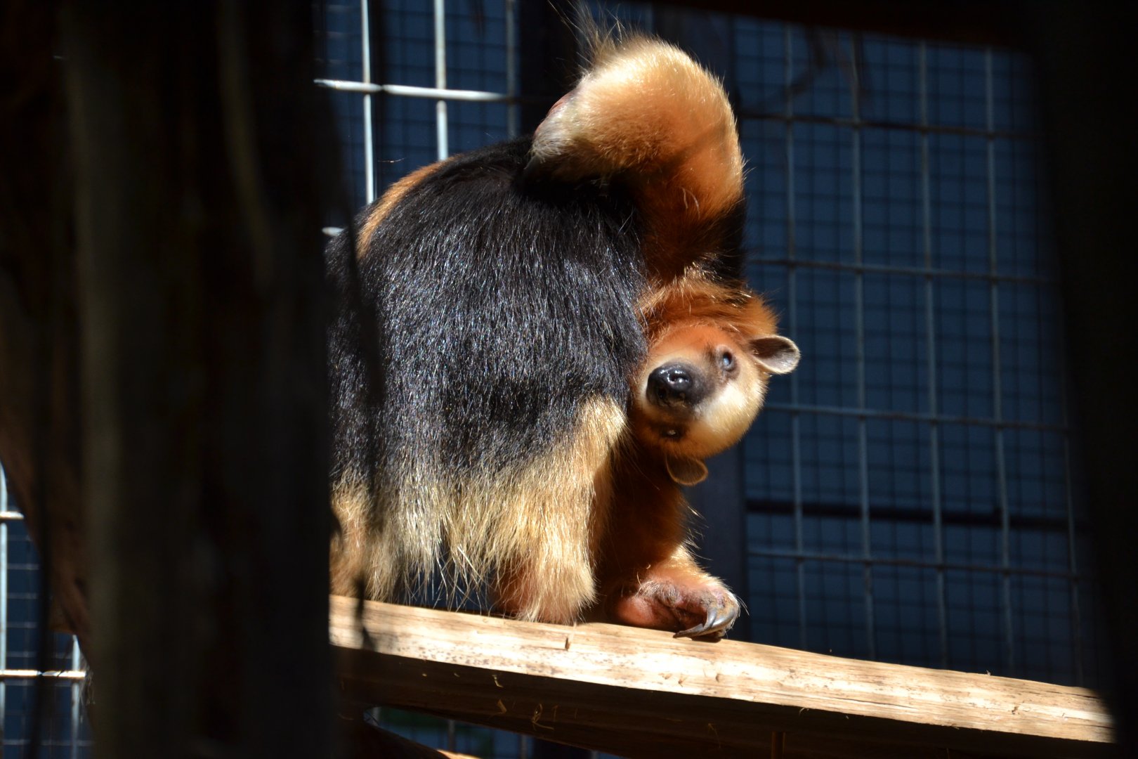 Southern Tamandua (Tamandua tetradactyla)