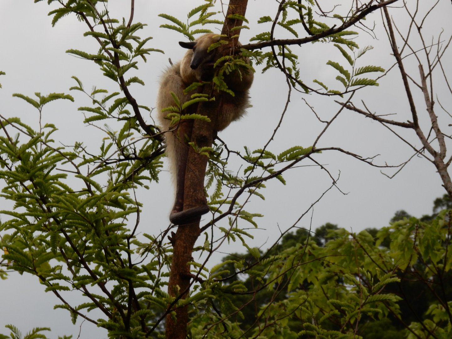 Southern tamandua (Tamandua tetradactyla)