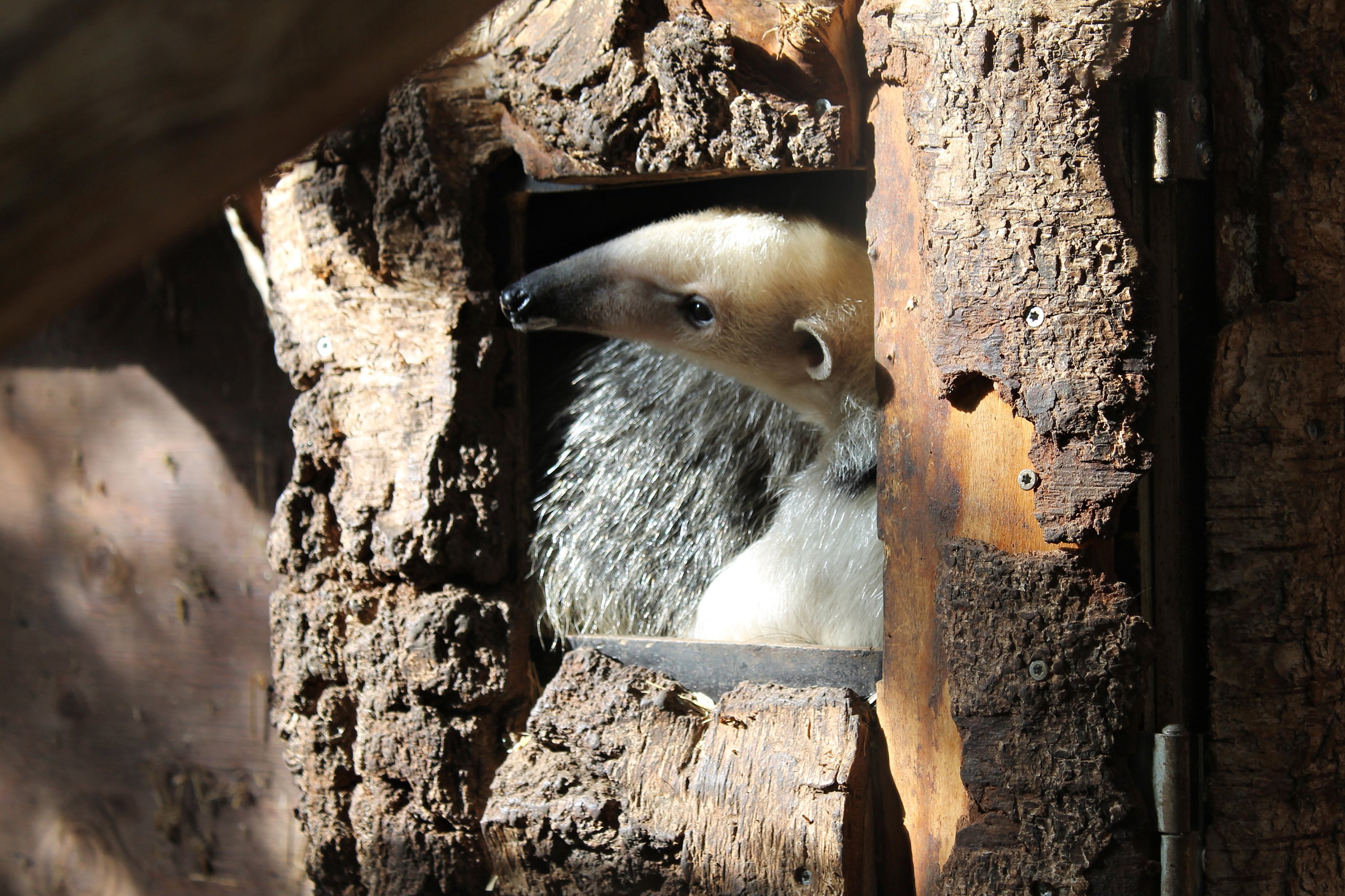 Southern tamandua (Tamandua tetradactyla)