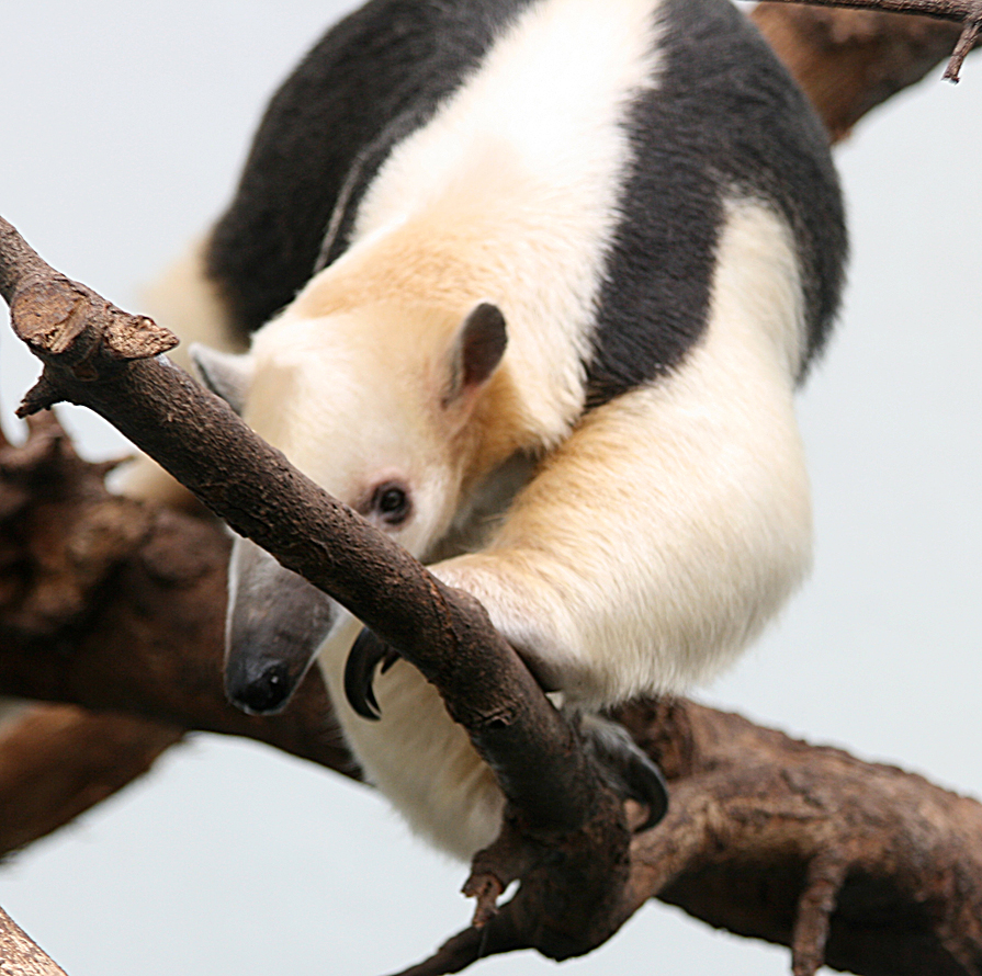 Southern tamandua (Tamandua tetradactyla)