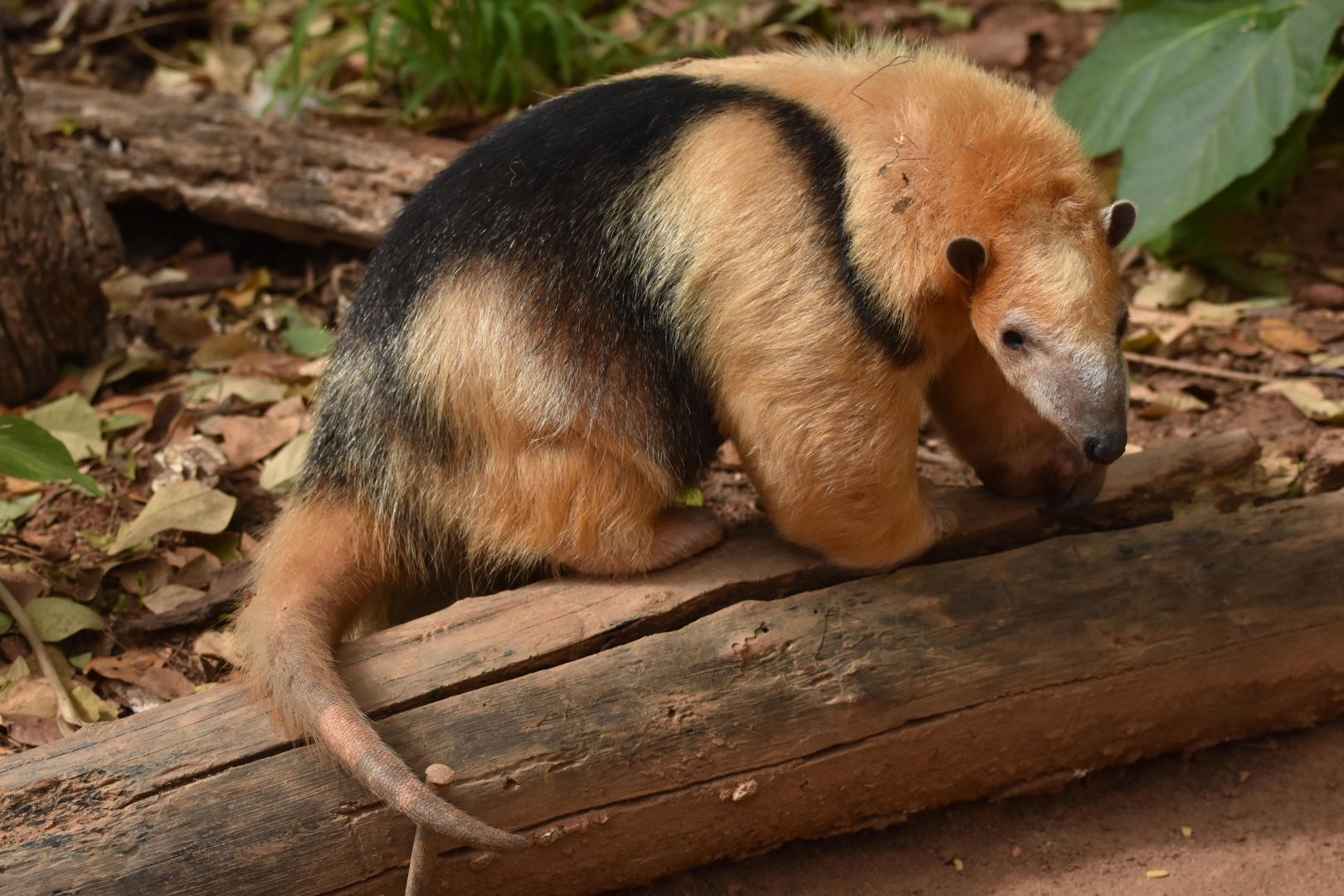 Southern tamandua (Tamandua tetradactyla)