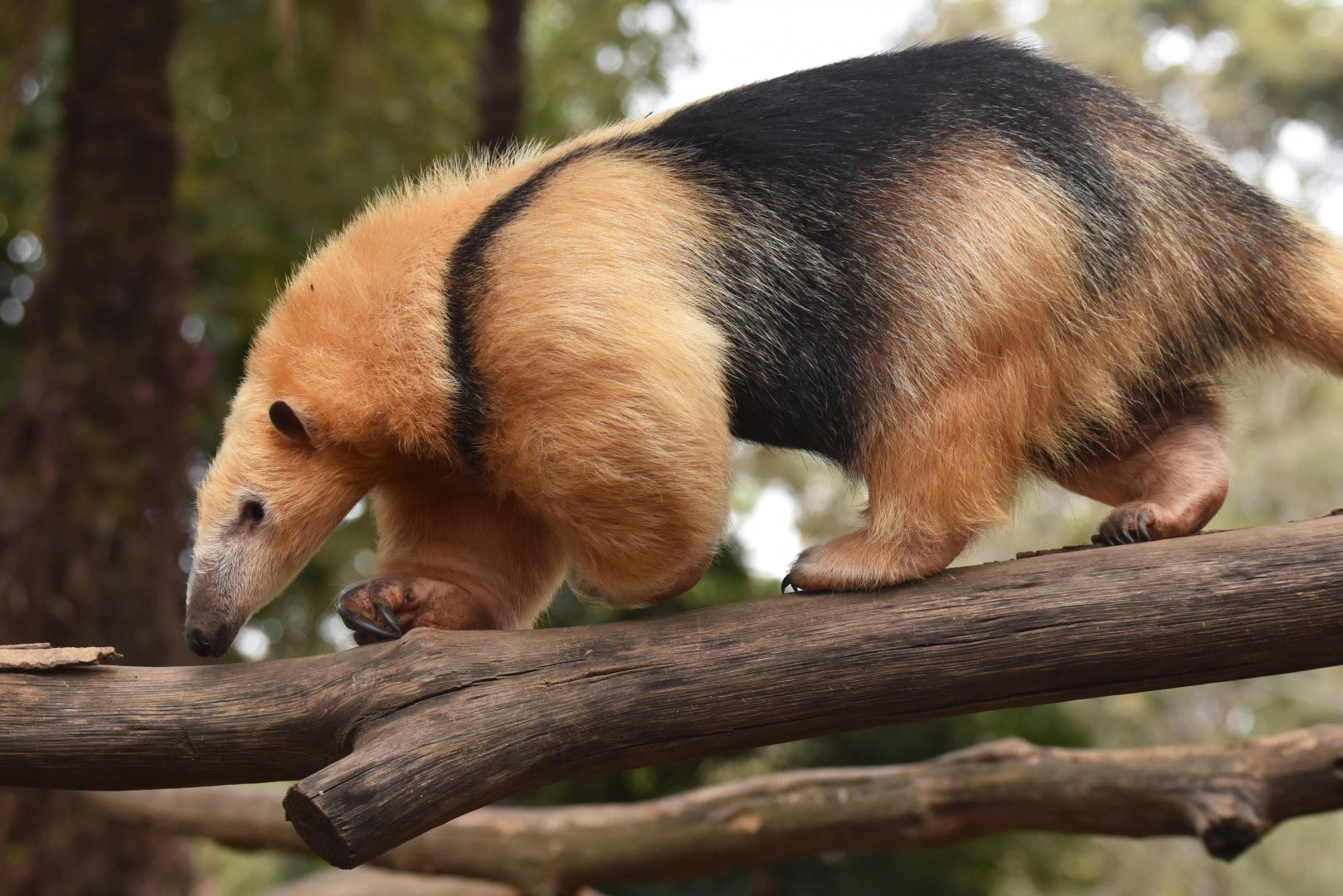 Southern tamandua (Tamandua tetradactyla)