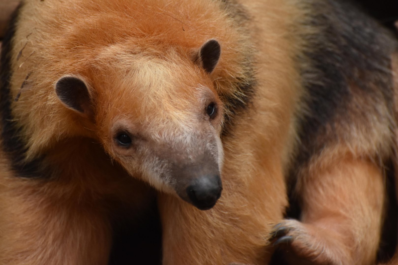 Southern tamandua (Tamandua tetradactyla)