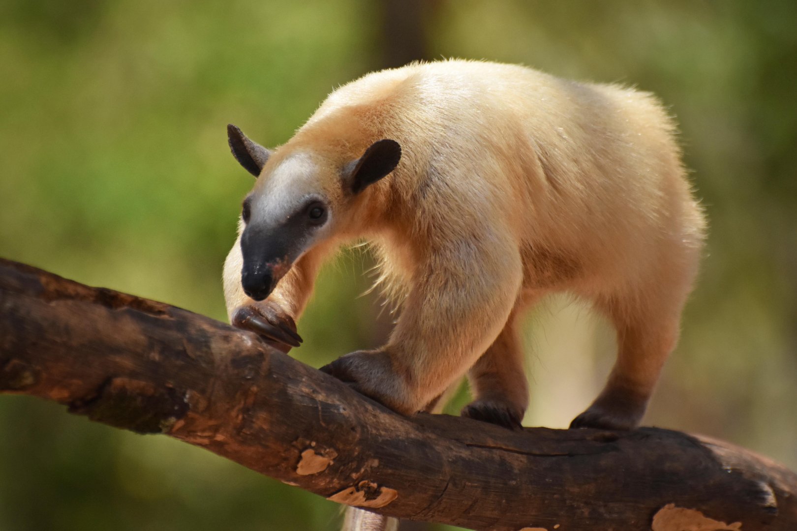 Southern tamandua (Tamandua tetradactyla)