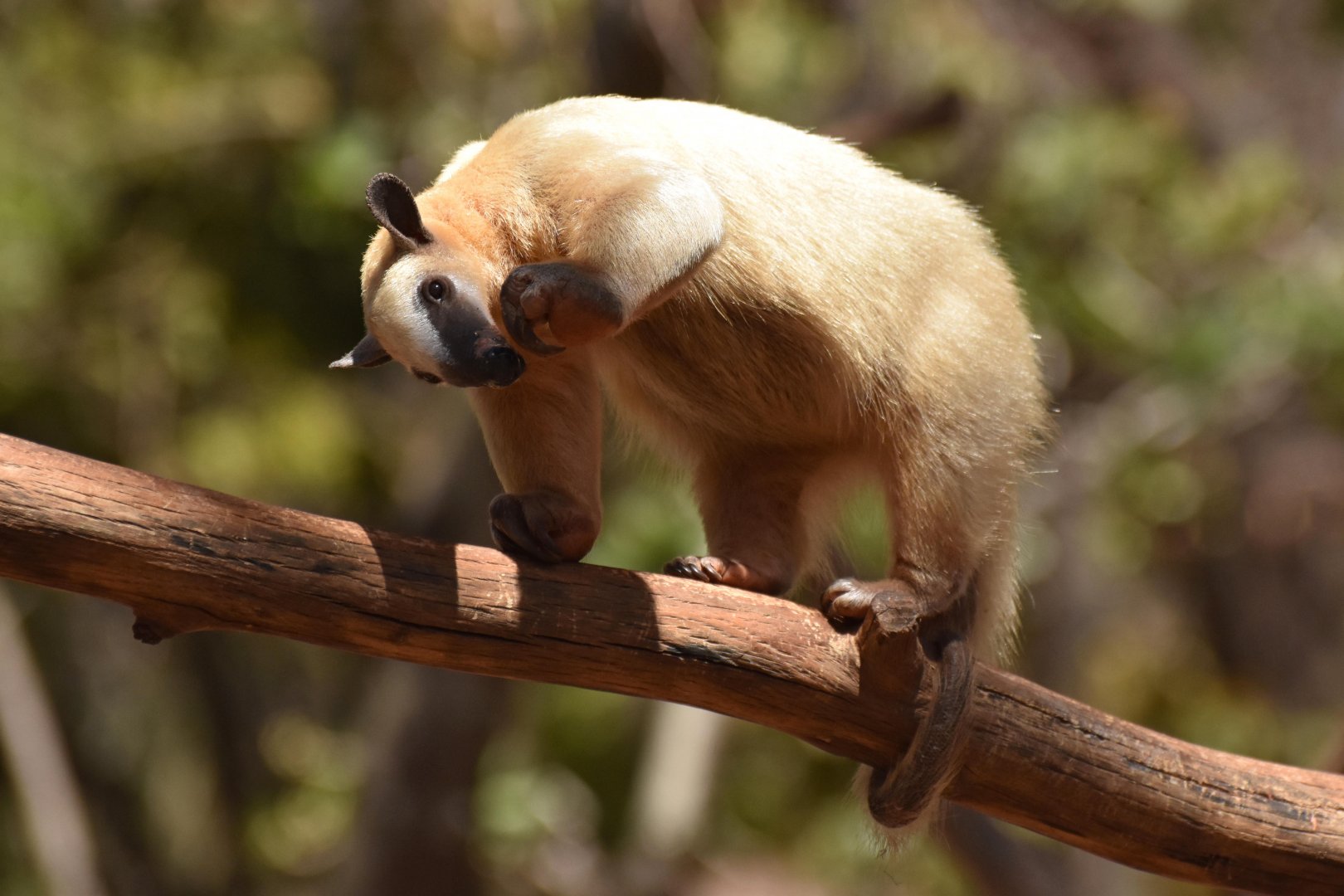 Southern tamandua (Tamandua tetradactyla)