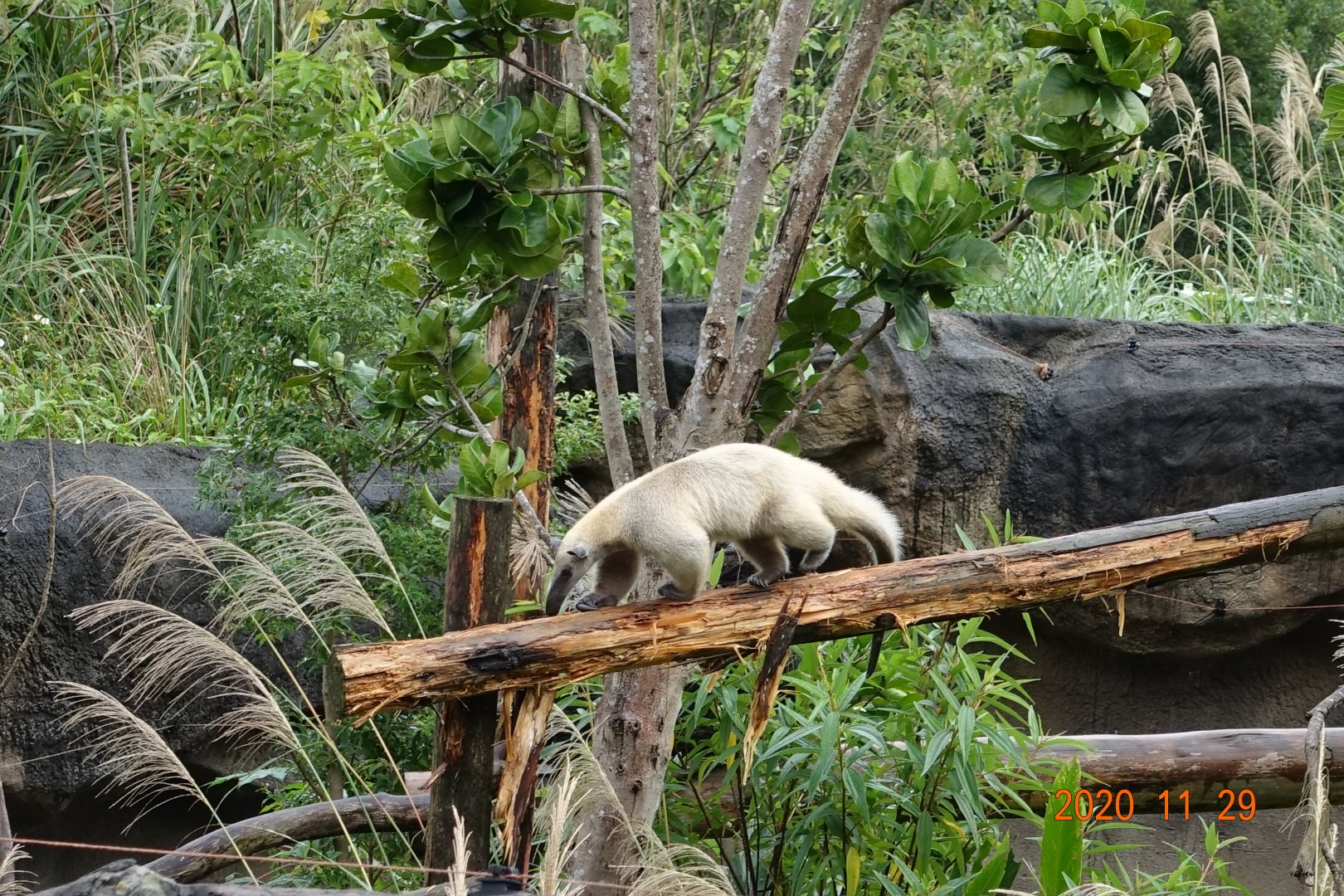 Southern Tamandua (Tamandua tetradactyla)