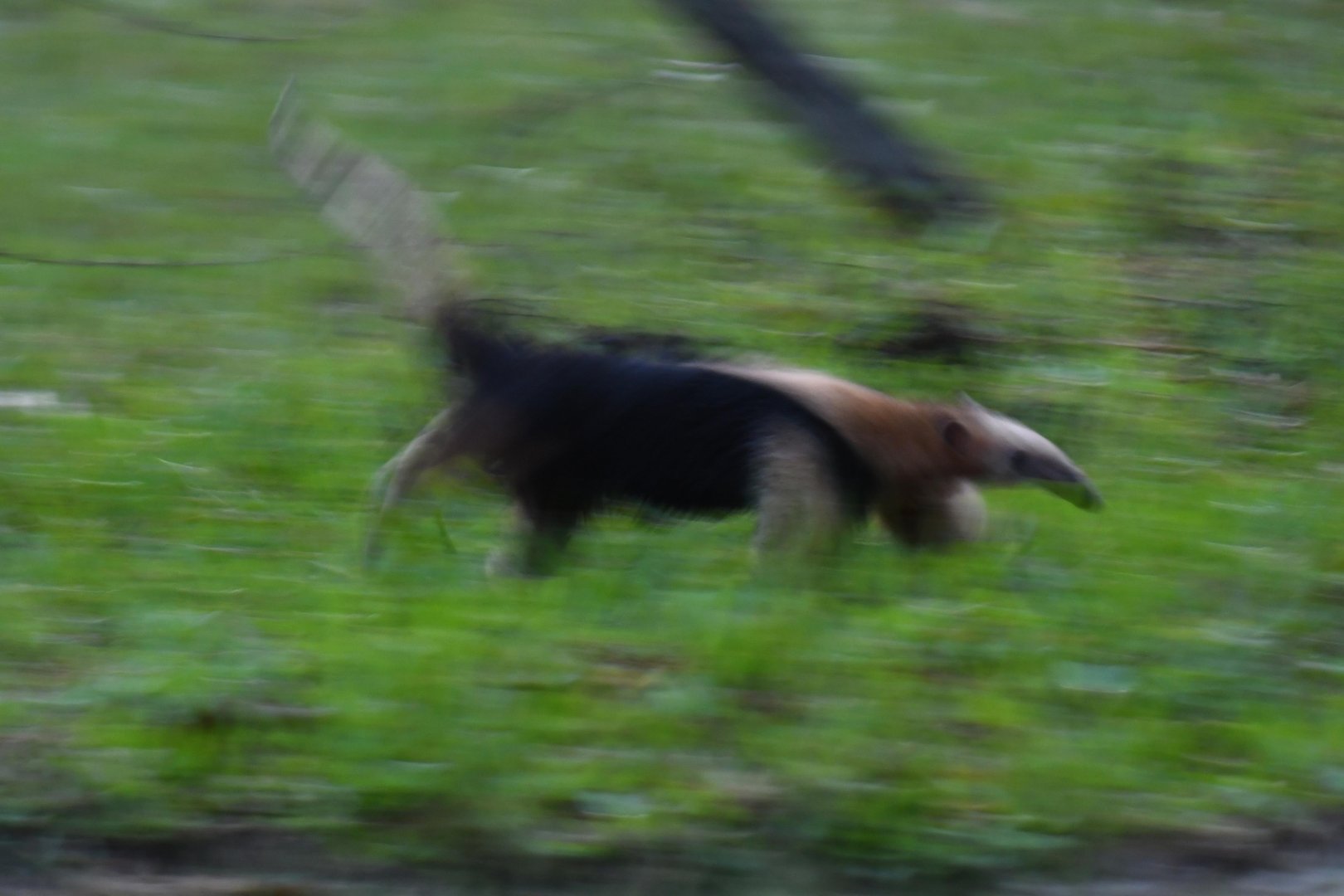 Southern tamandua (Tamandua tetradactyla)
