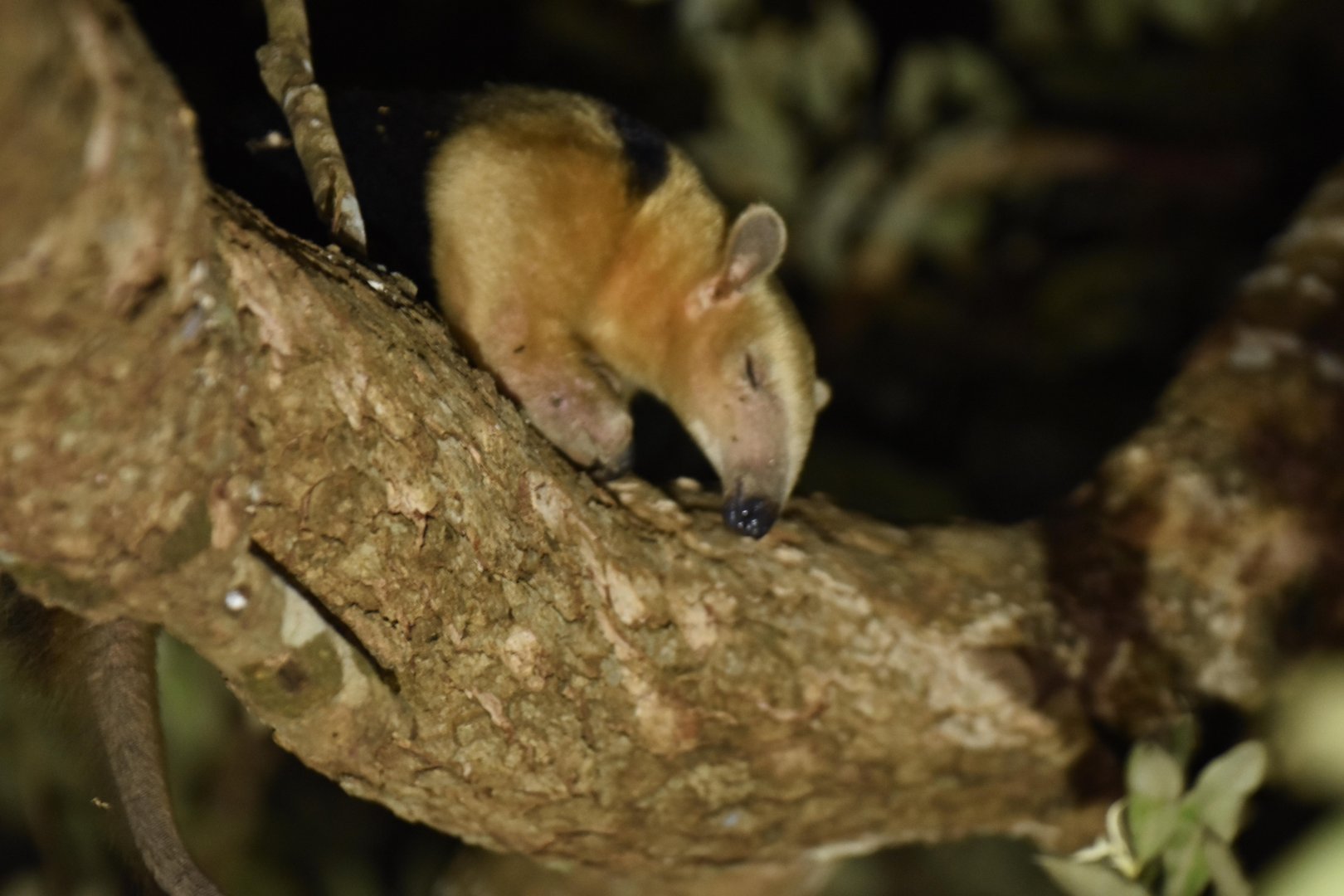 Southern tamandua (Tamandua tetradactyla)