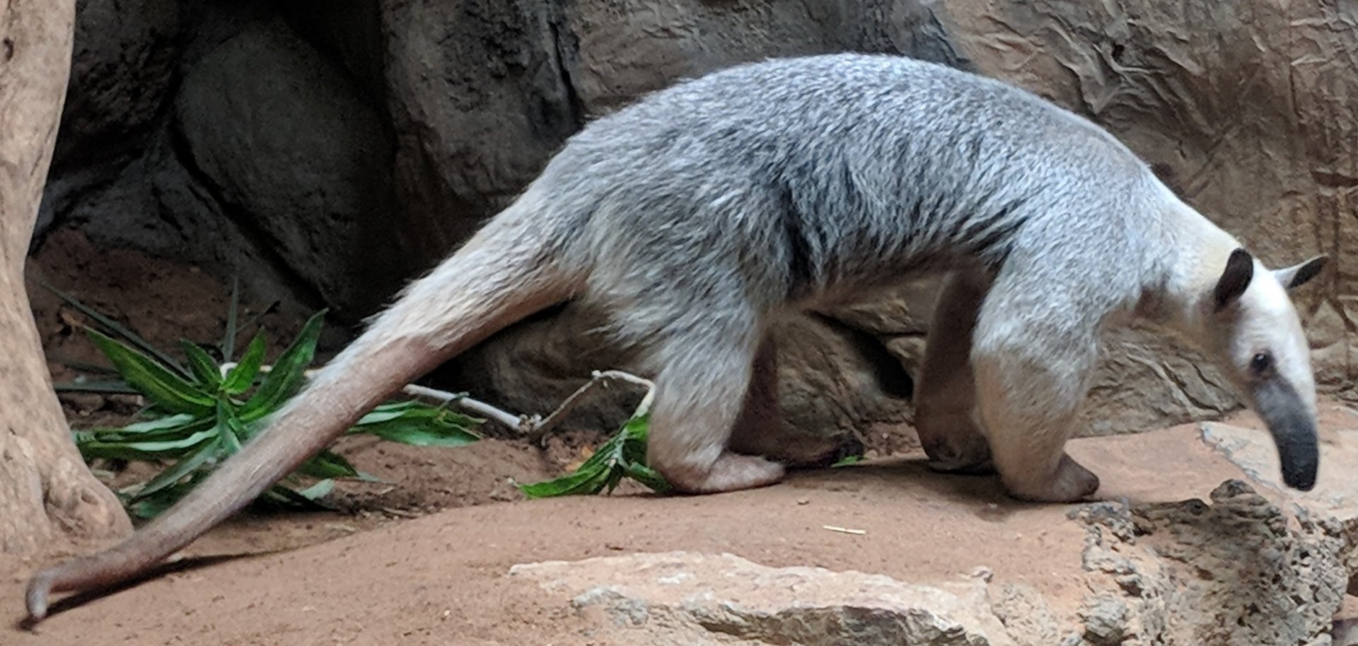 Southern tamandua (Tamandua tetradactyla)