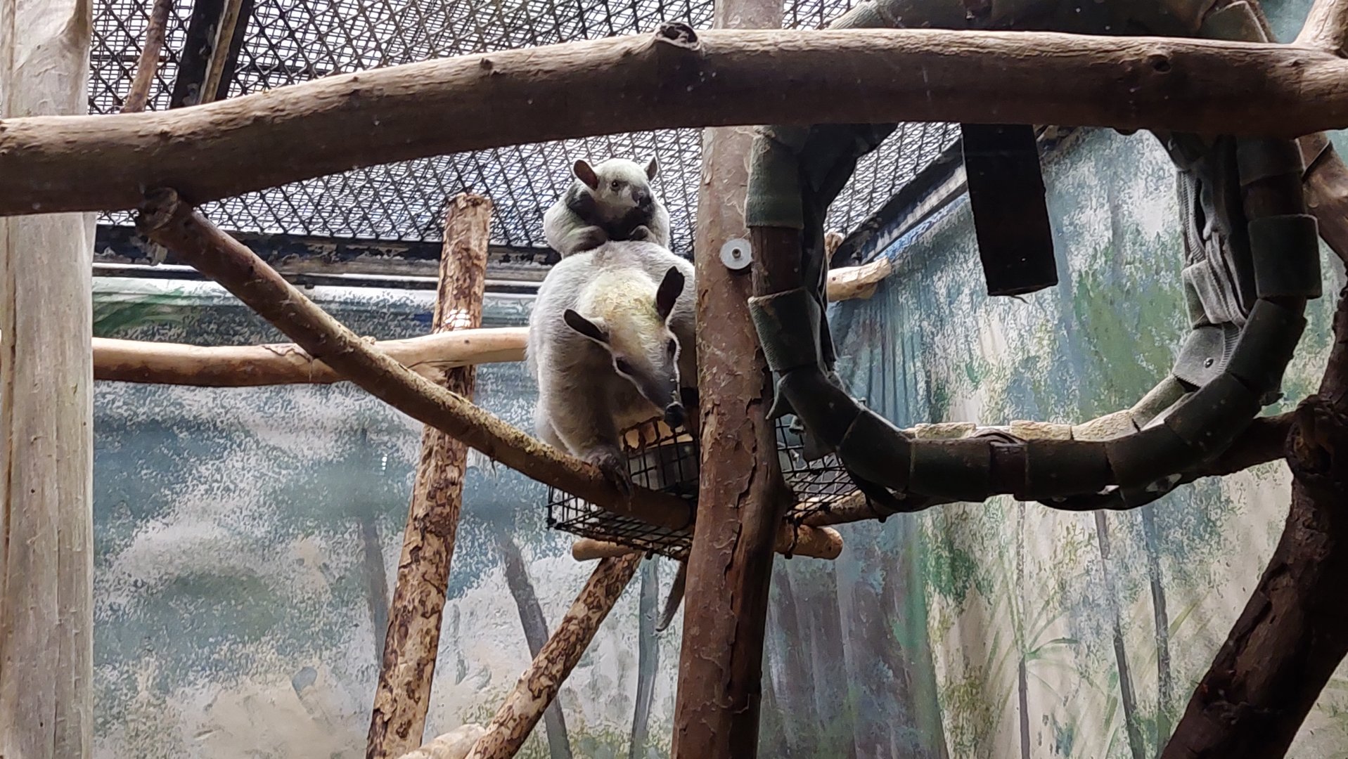 Southern Tamandua (Tamandua tetradactyla)