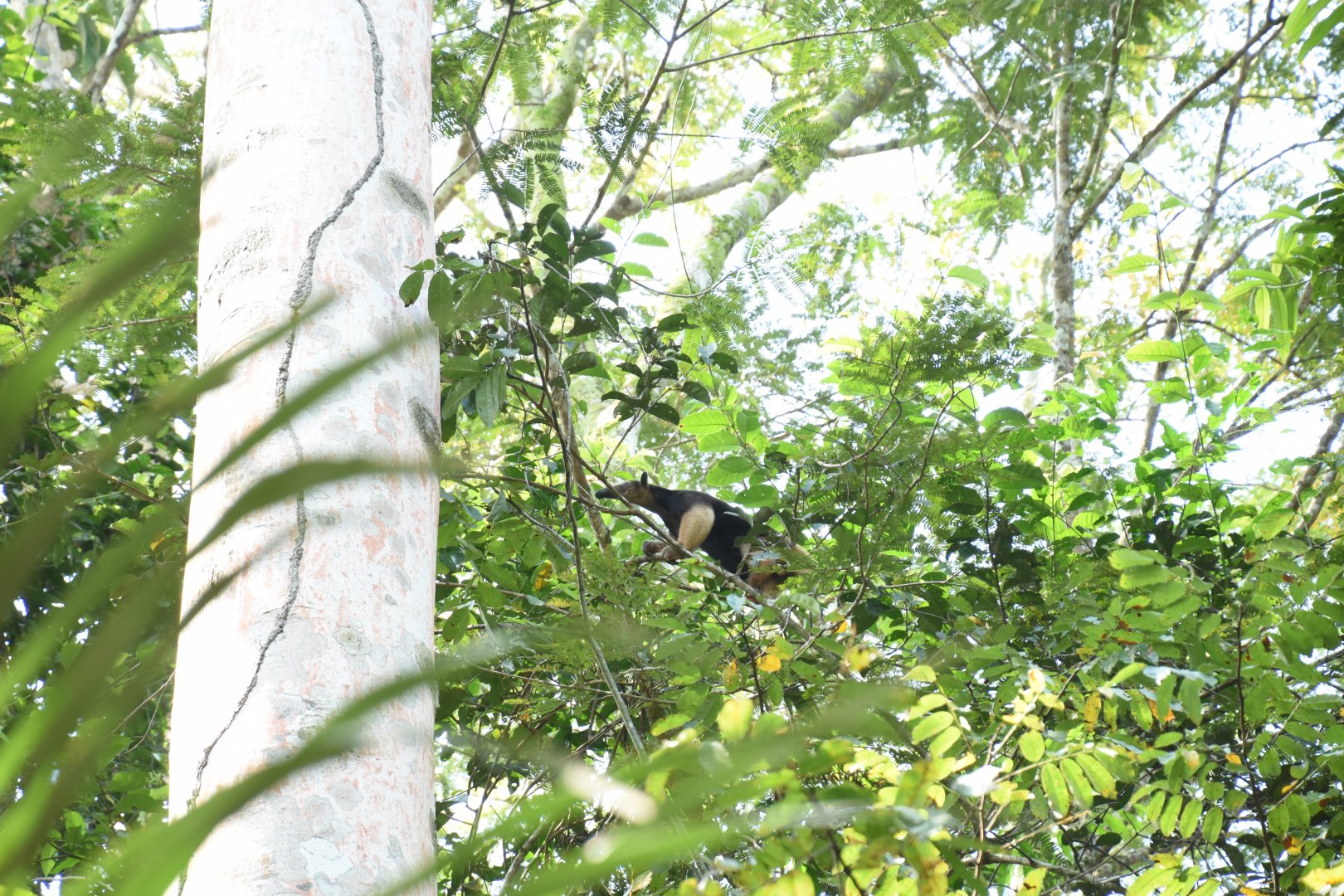 Southern tamandua (Tamandua tetradactyla)