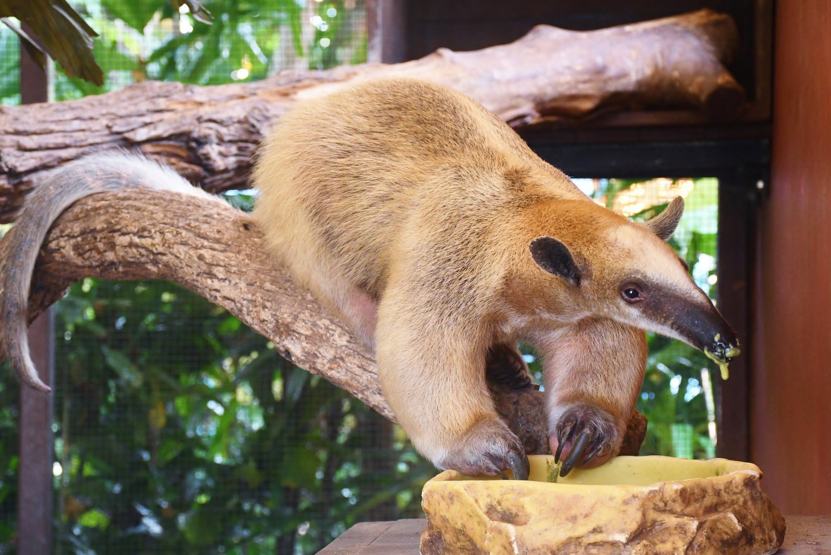 Southern Tamandua (Tamandua tetradactyla)