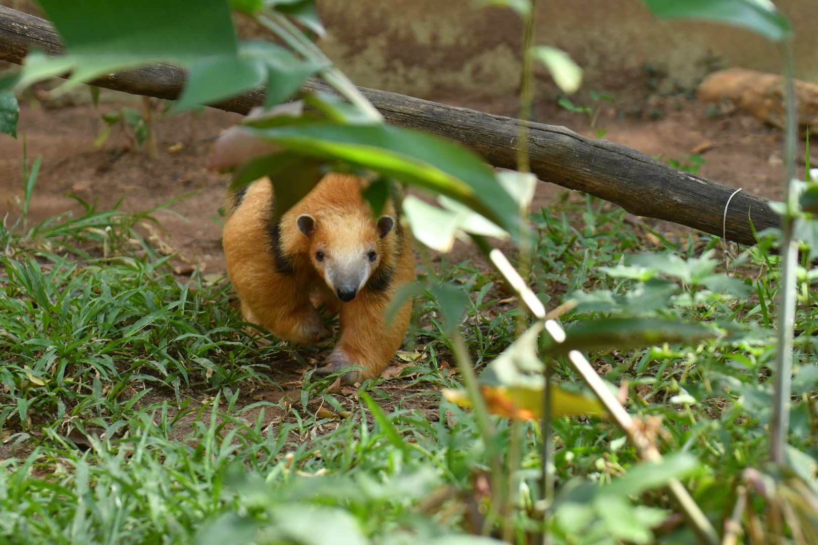 Southern tamandua (Tamandua tetradactyla)