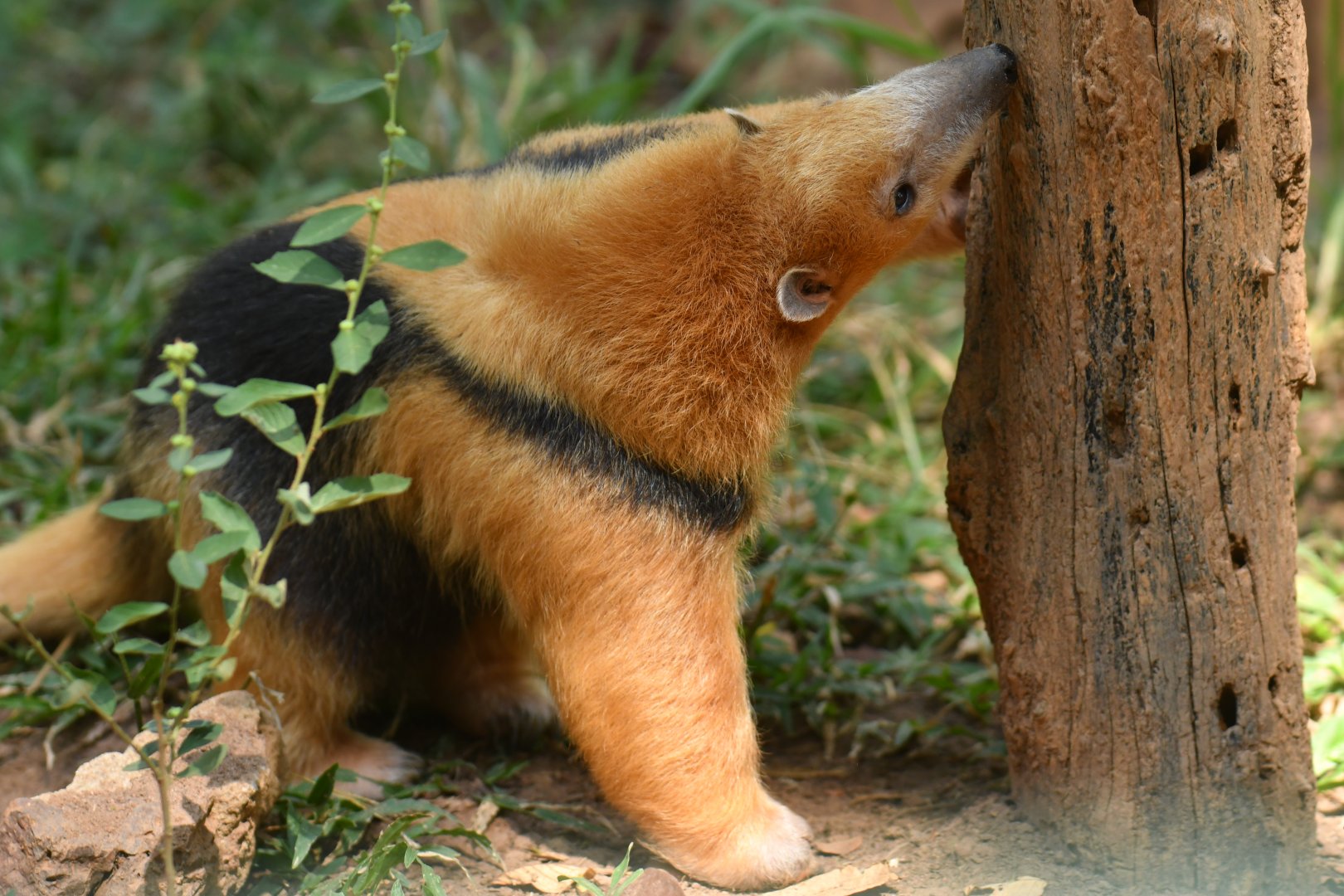 Southern tamandua (Tamandua tetradactyla)