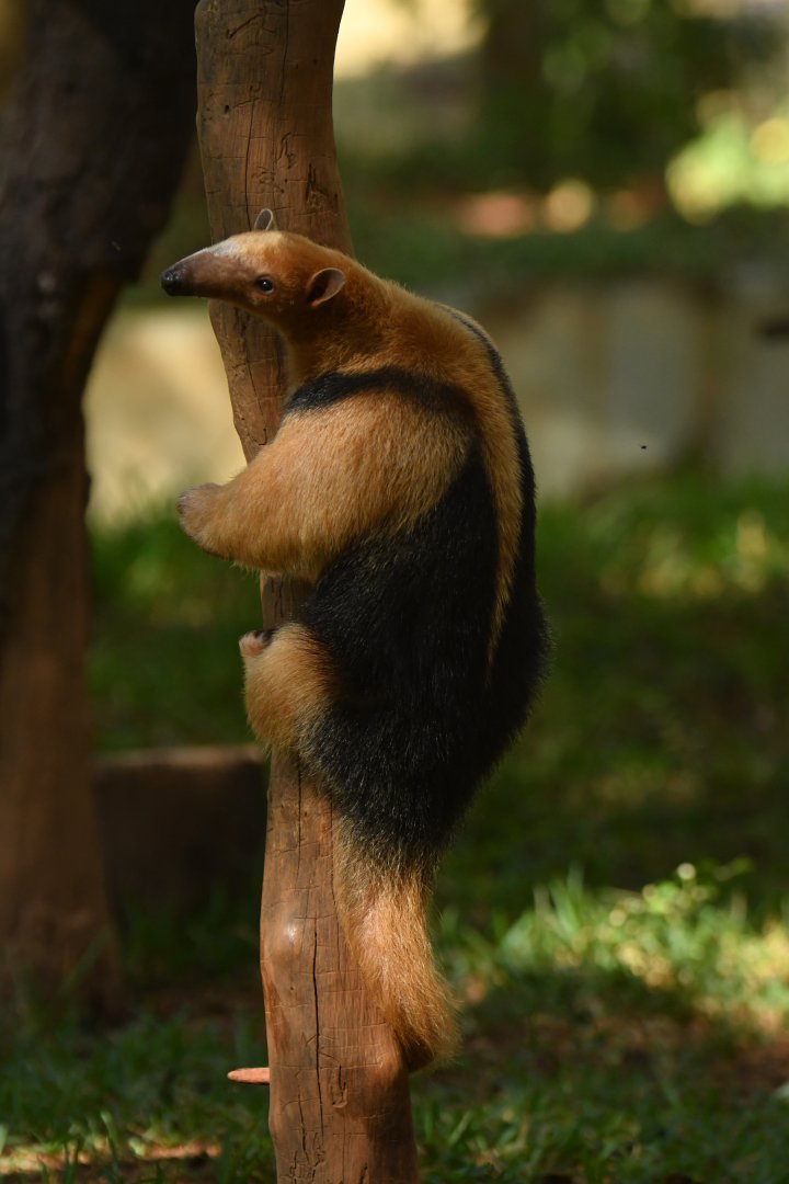 Southern tamandua (Tamandua tetradactyla)