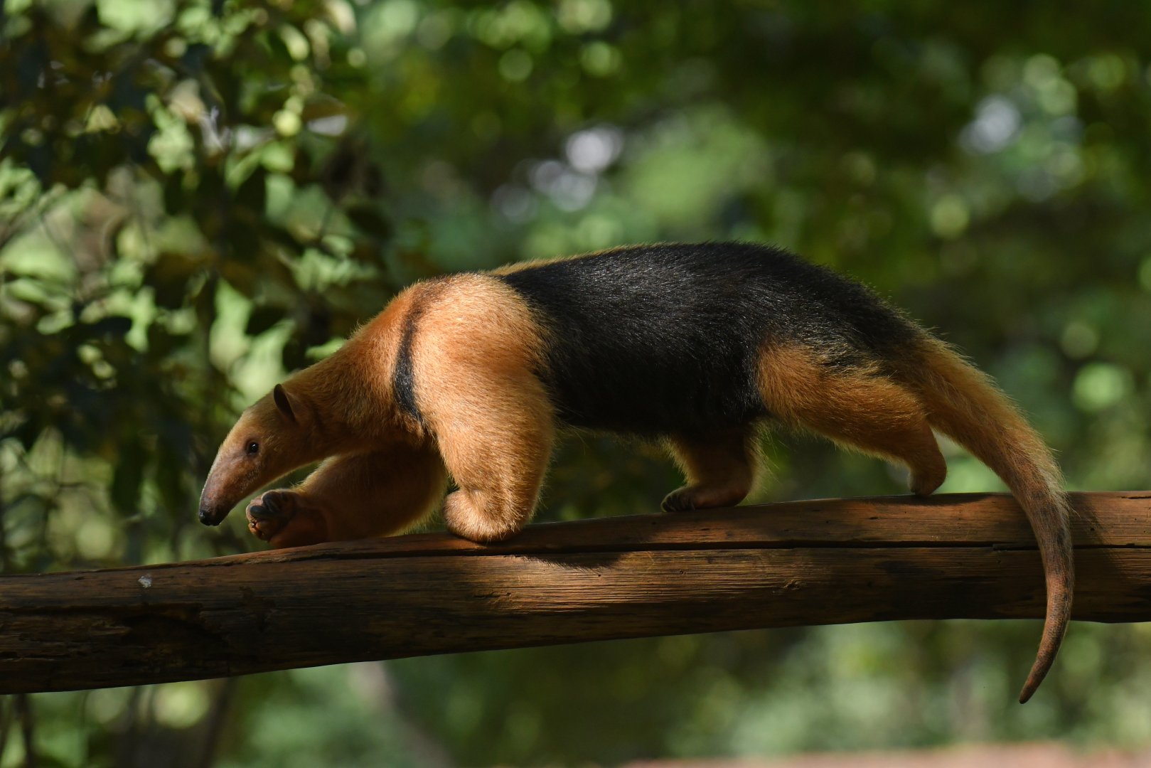 Southern tamandua (Tamandua tetradactyla)