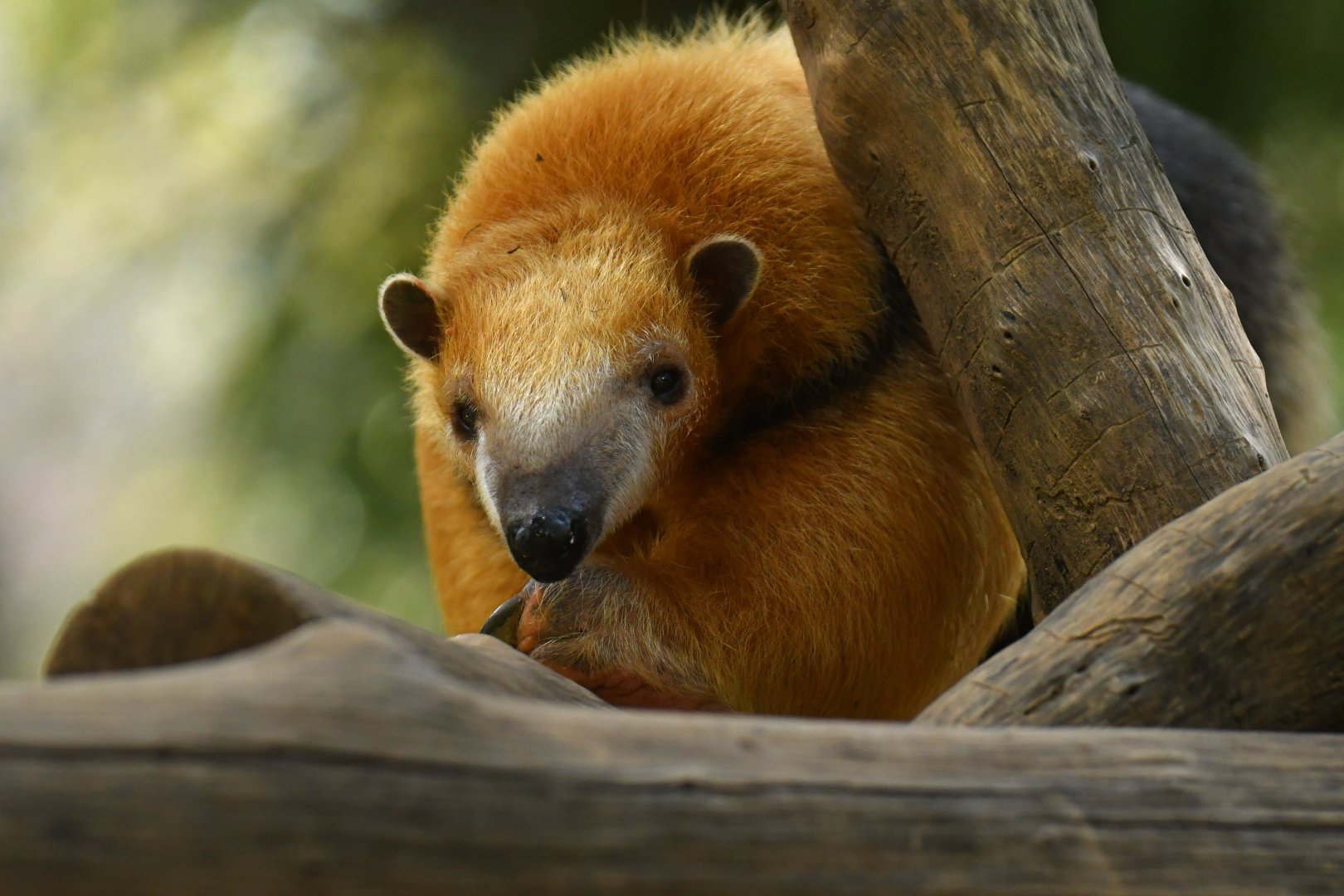Southern tamandua (Tamandua tetradactyla)