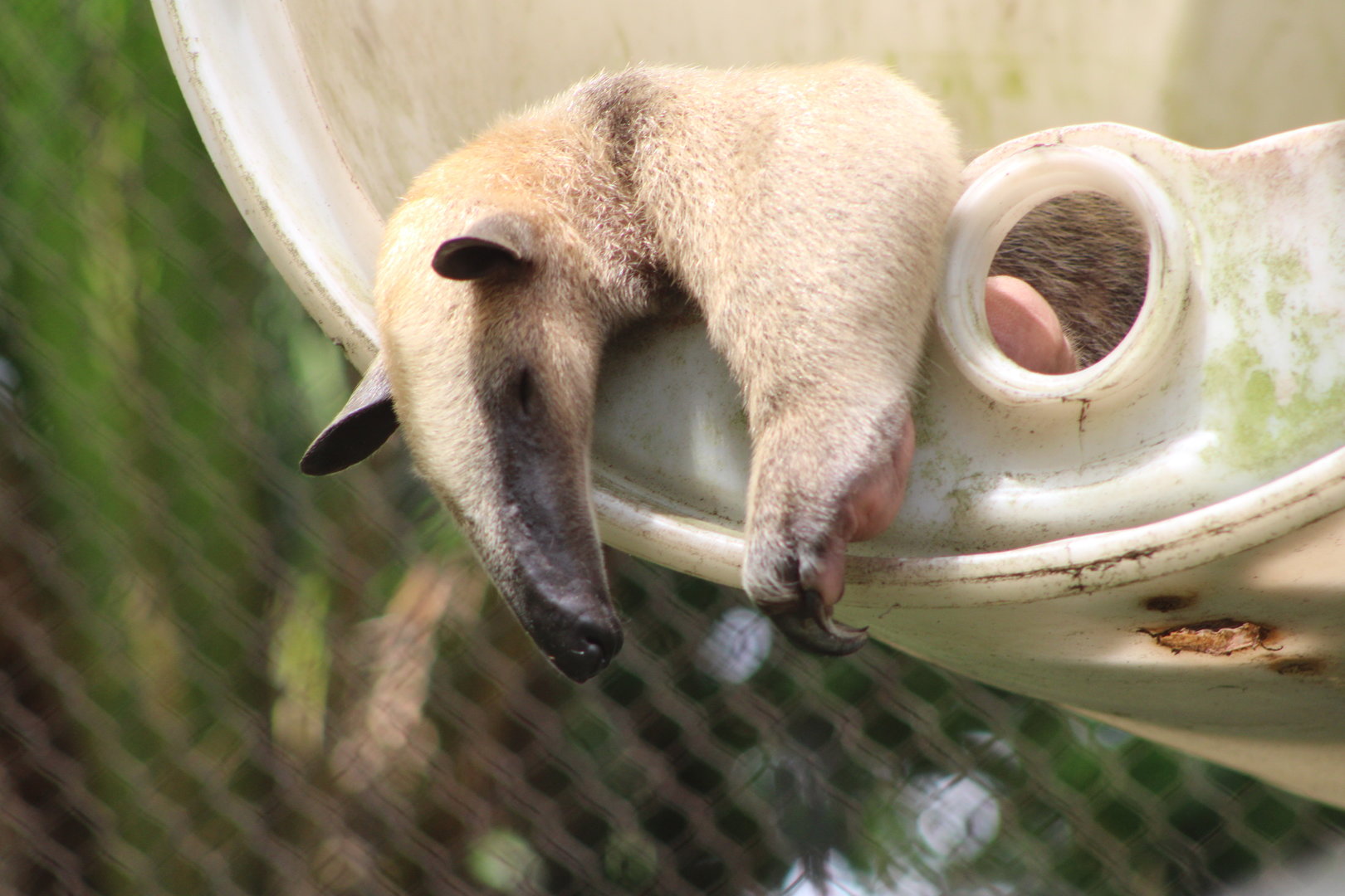 Southern Tamandua (Tamandua tetradactyla)