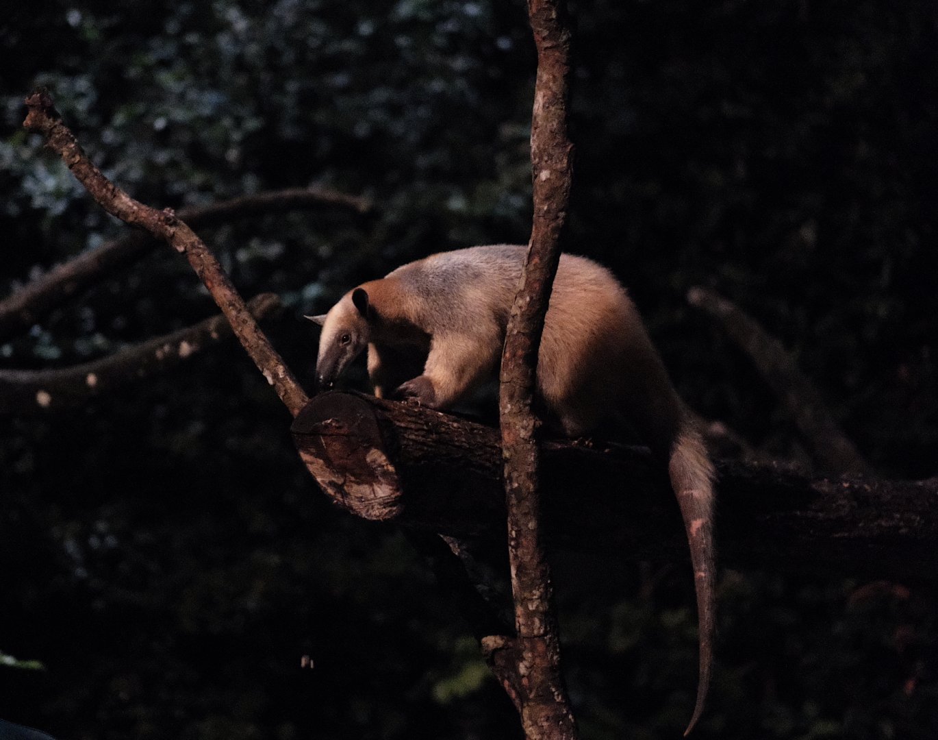 Southern Tamandua (Tamandua tetradactyla)