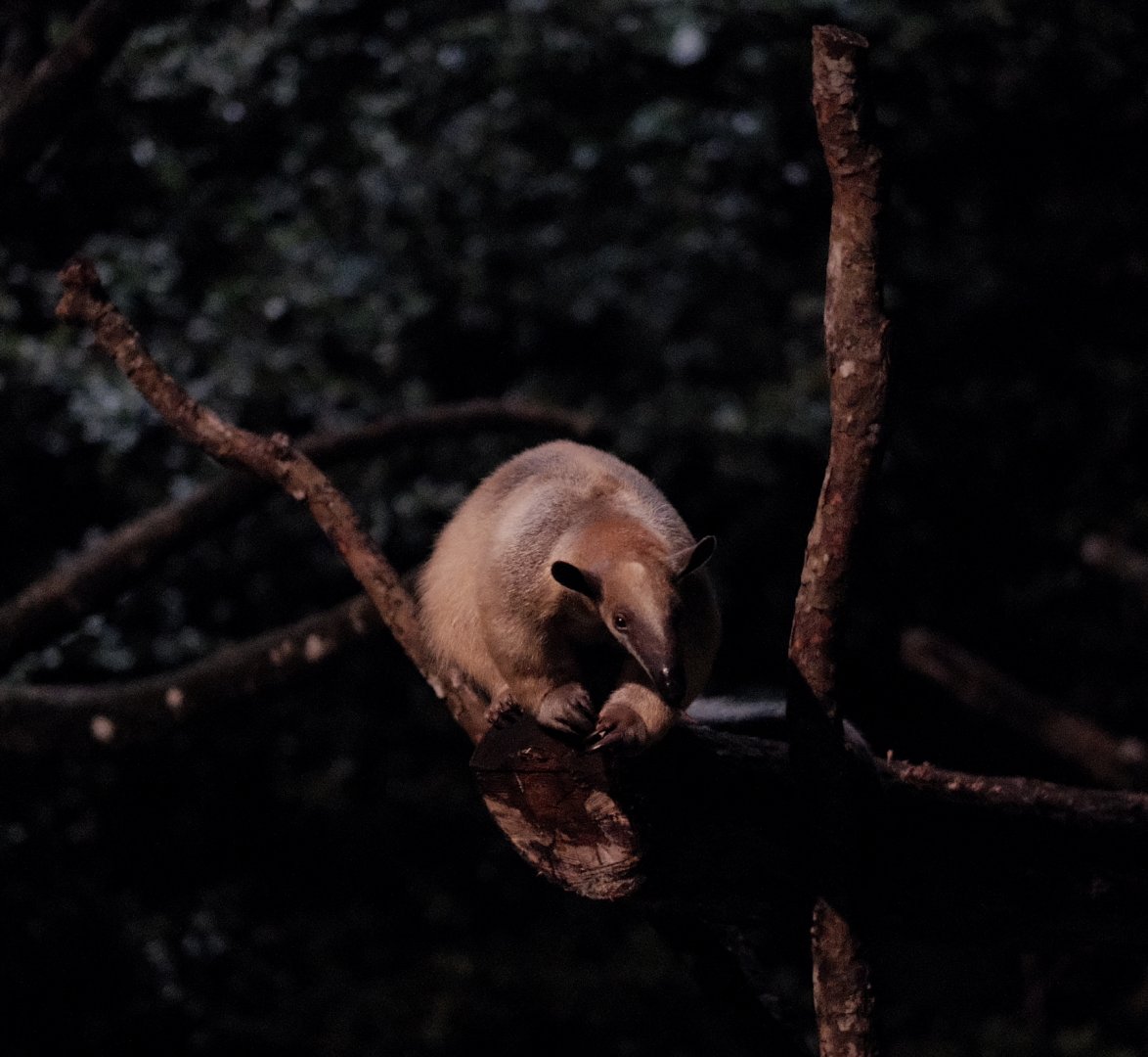 Southern Tamandua (Tamandua tetradactyla)
