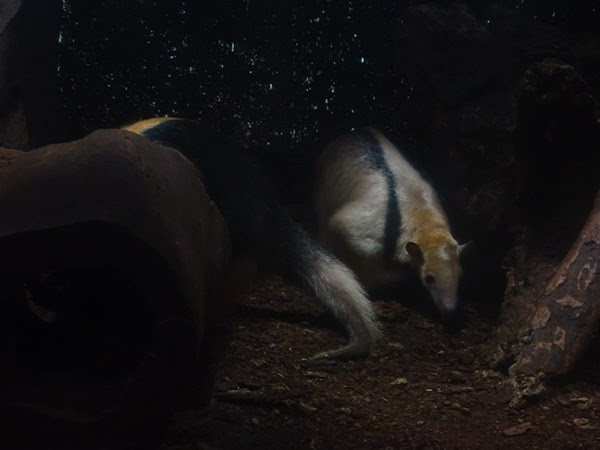 Southern tamandua (Tamandua tetradactyla)