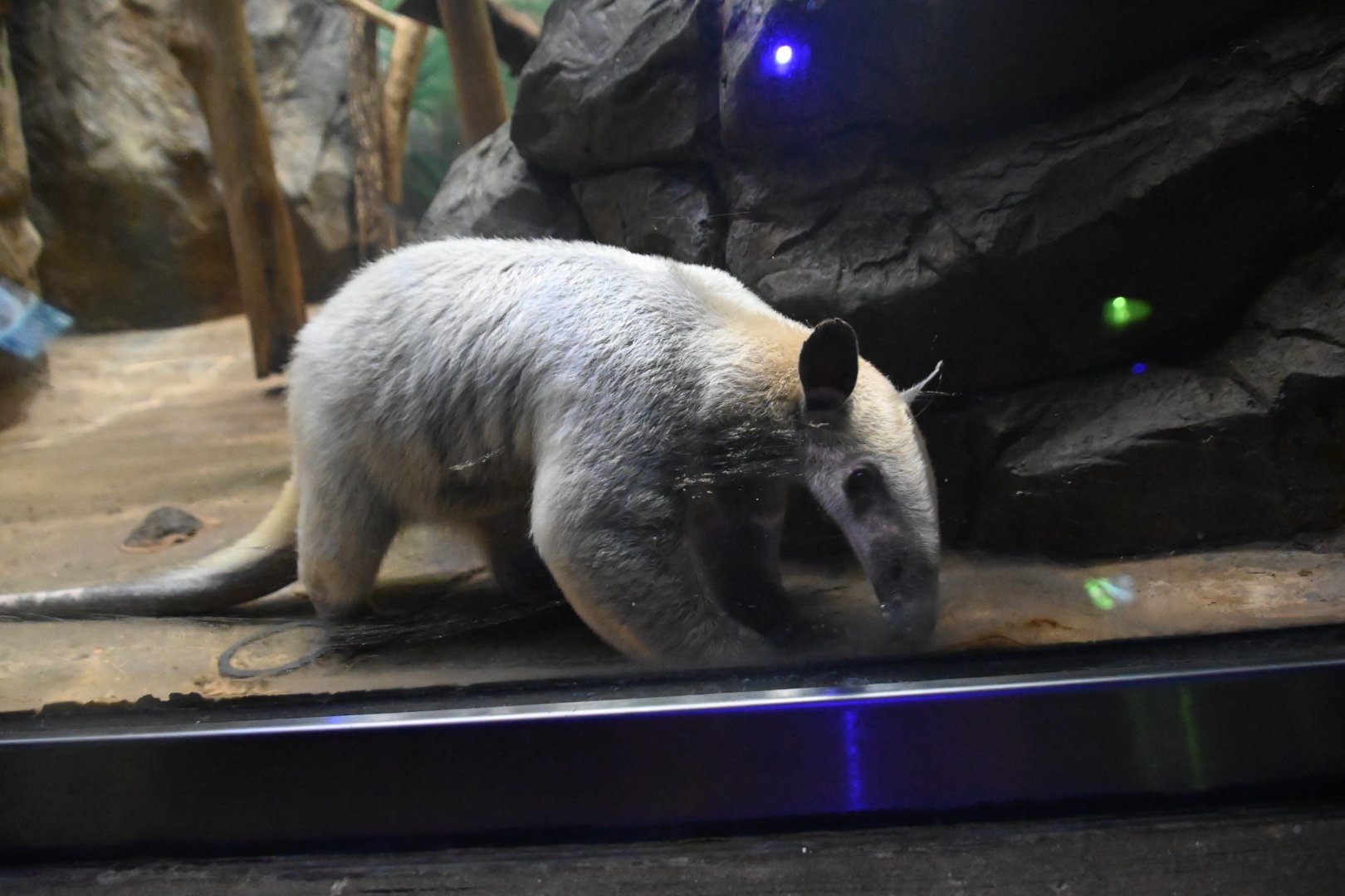 Southern tamandua (Tamandua tetradactyla)