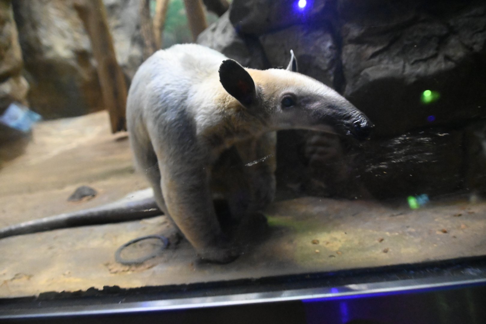 Southern tamandua (Tamandua tetradactyla)