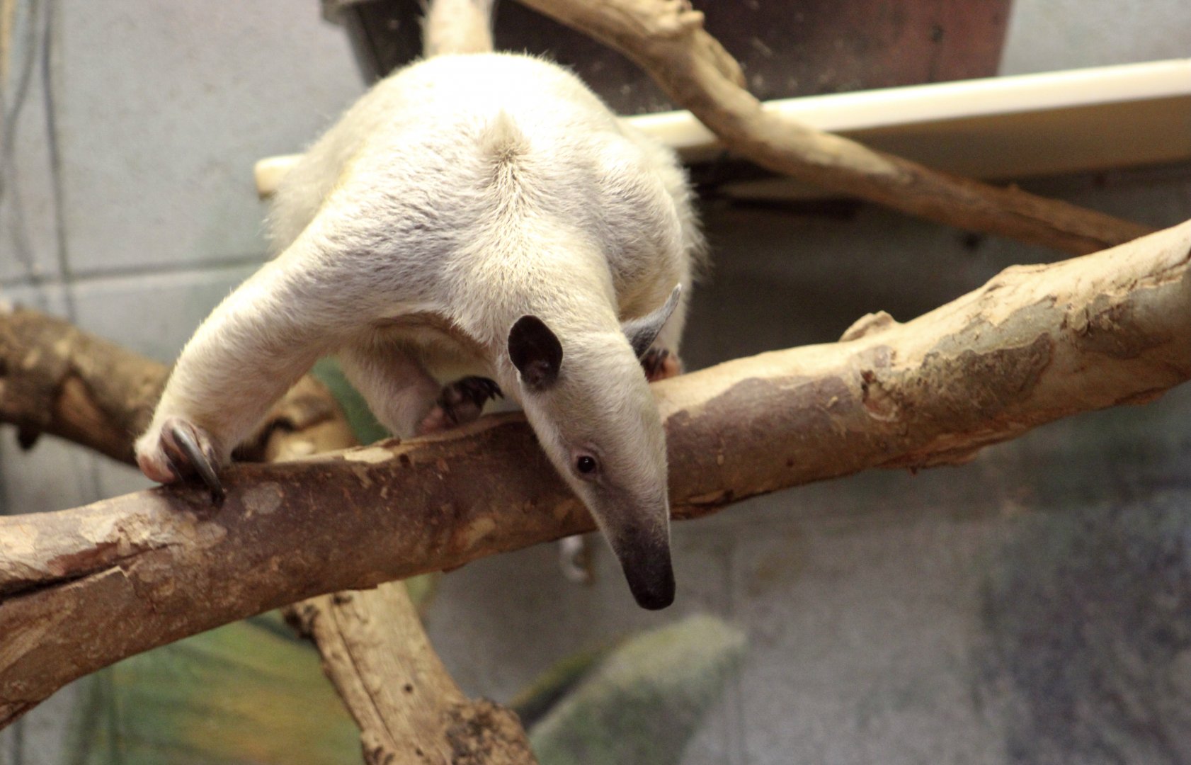 Southern Tamandua (Tamandua tetradactyla)