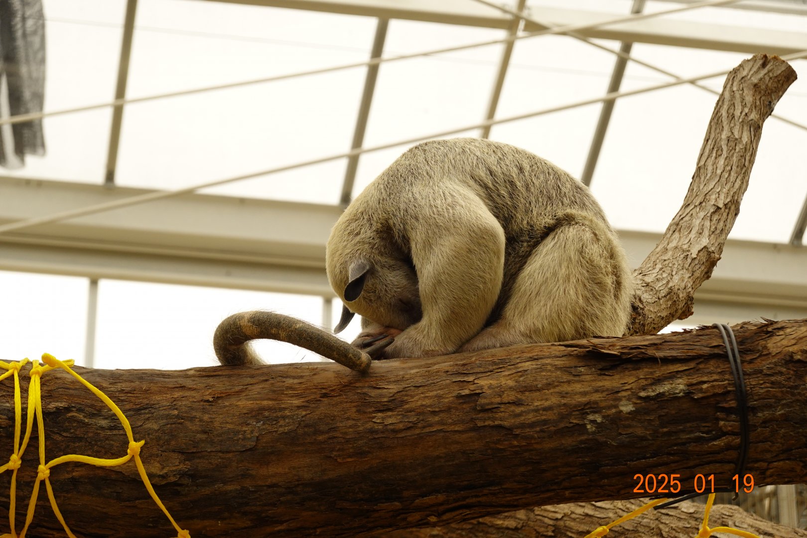 Southern Tamandua (Tamandua tetradactyla)