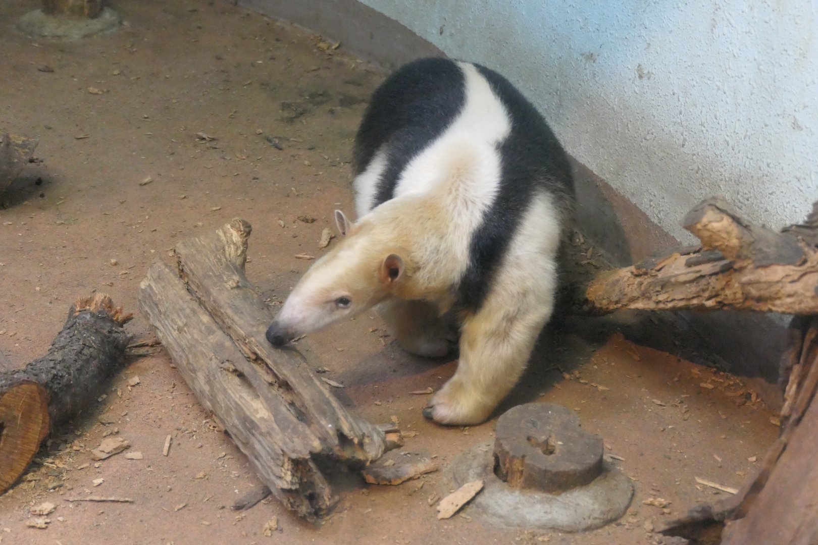 Southern Tamandua (Tamandua tetradactyla)