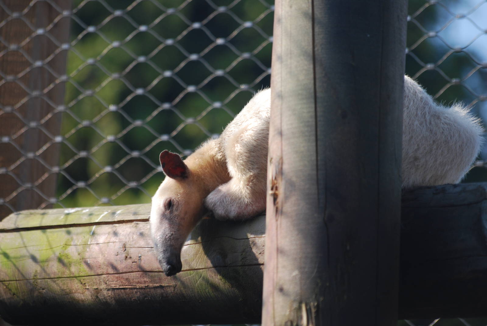 Southern tamandua