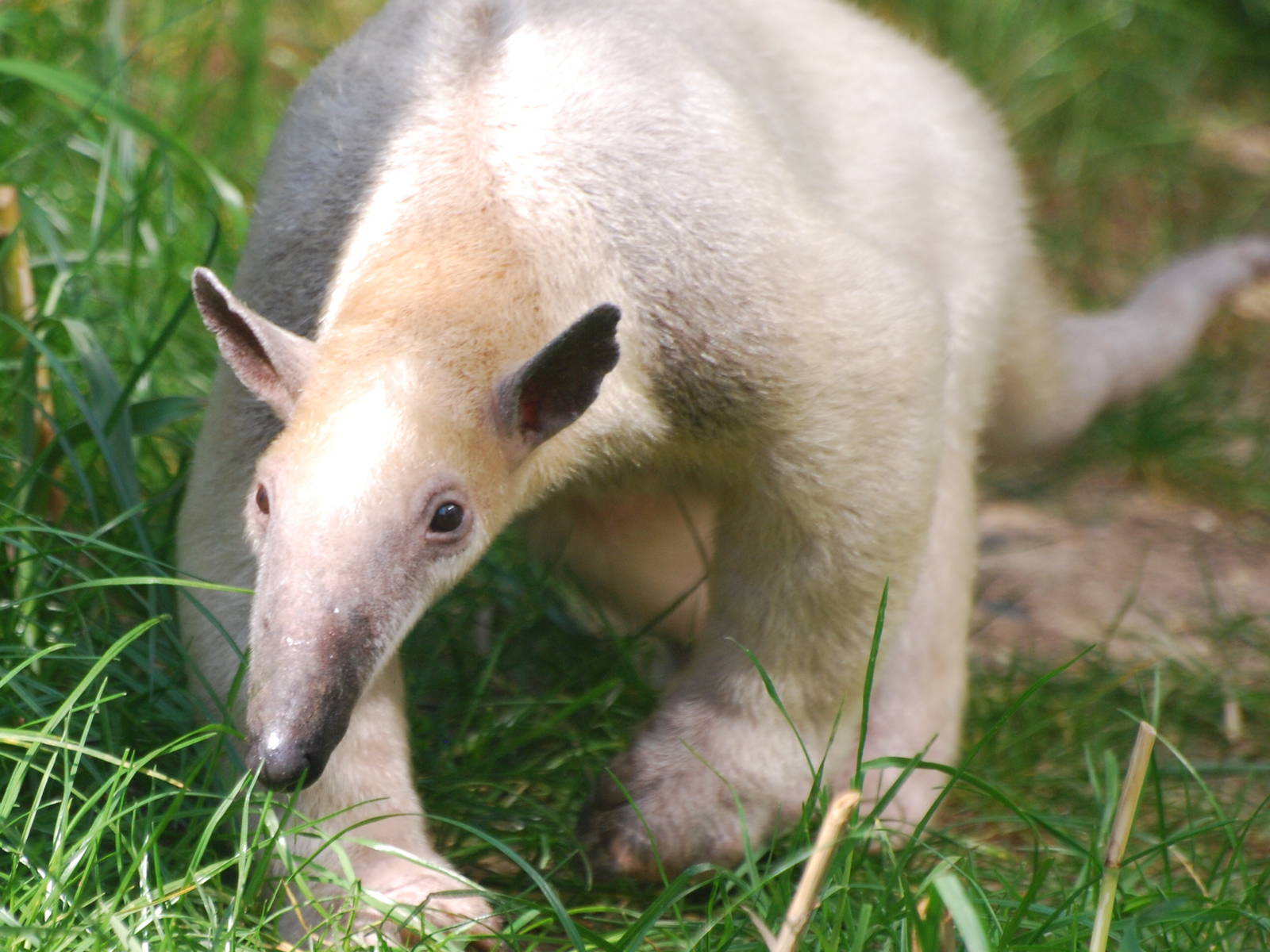 Southern tamandua