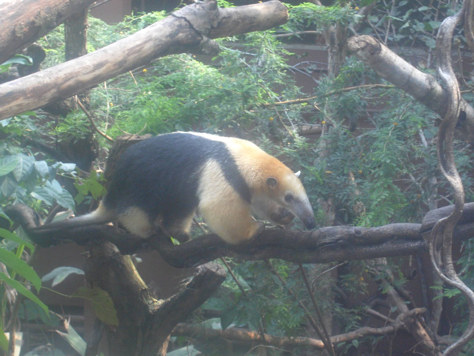 Southern Tamandua